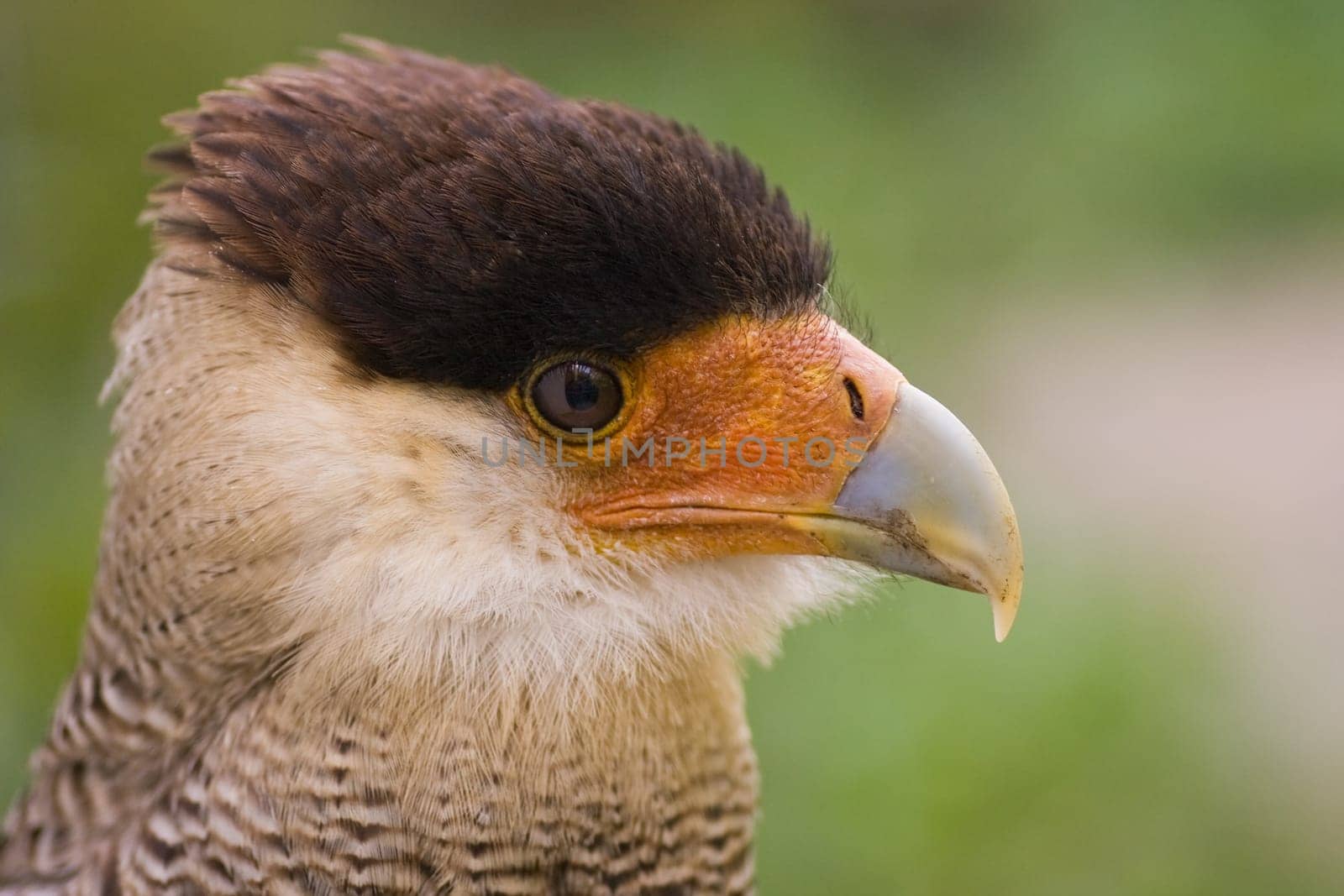 Southern Crested Caracara looking