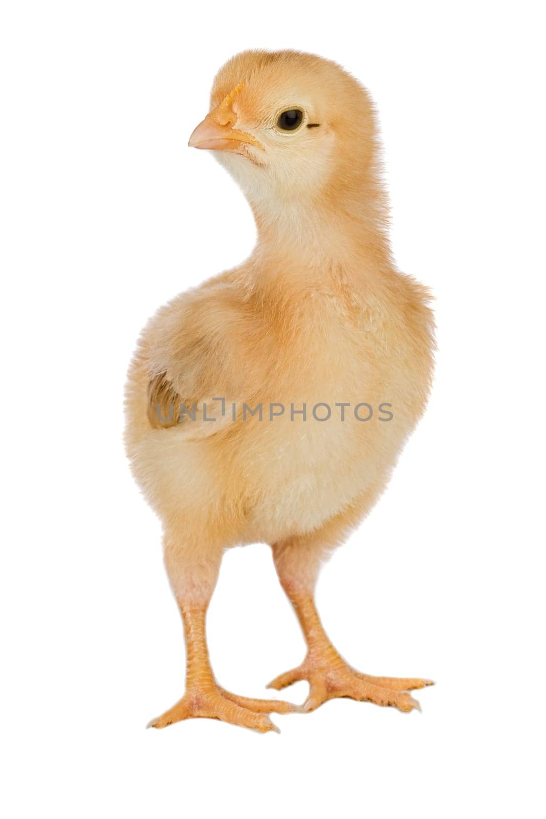 Yellow little chicken