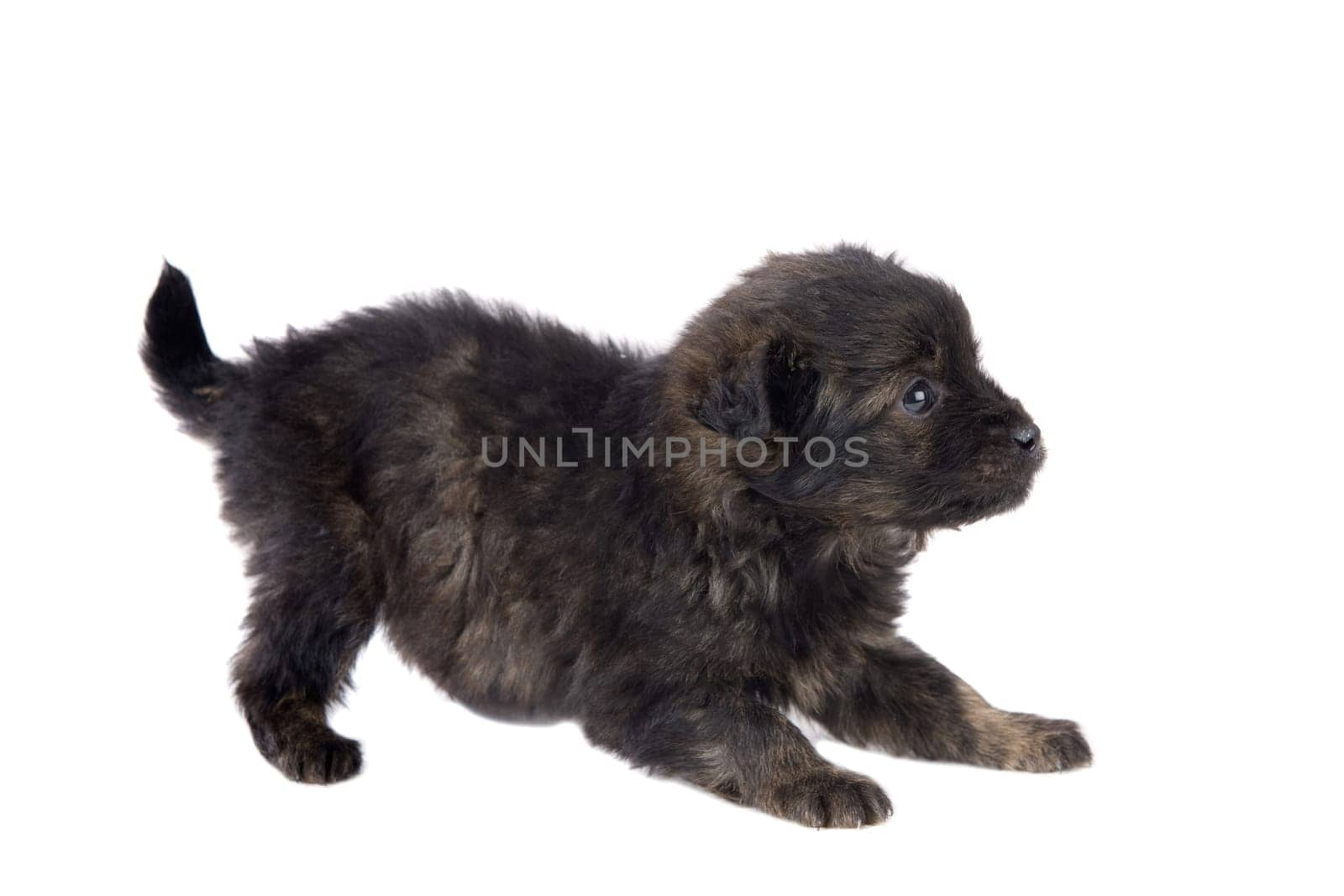 Cute puppy dog brown
