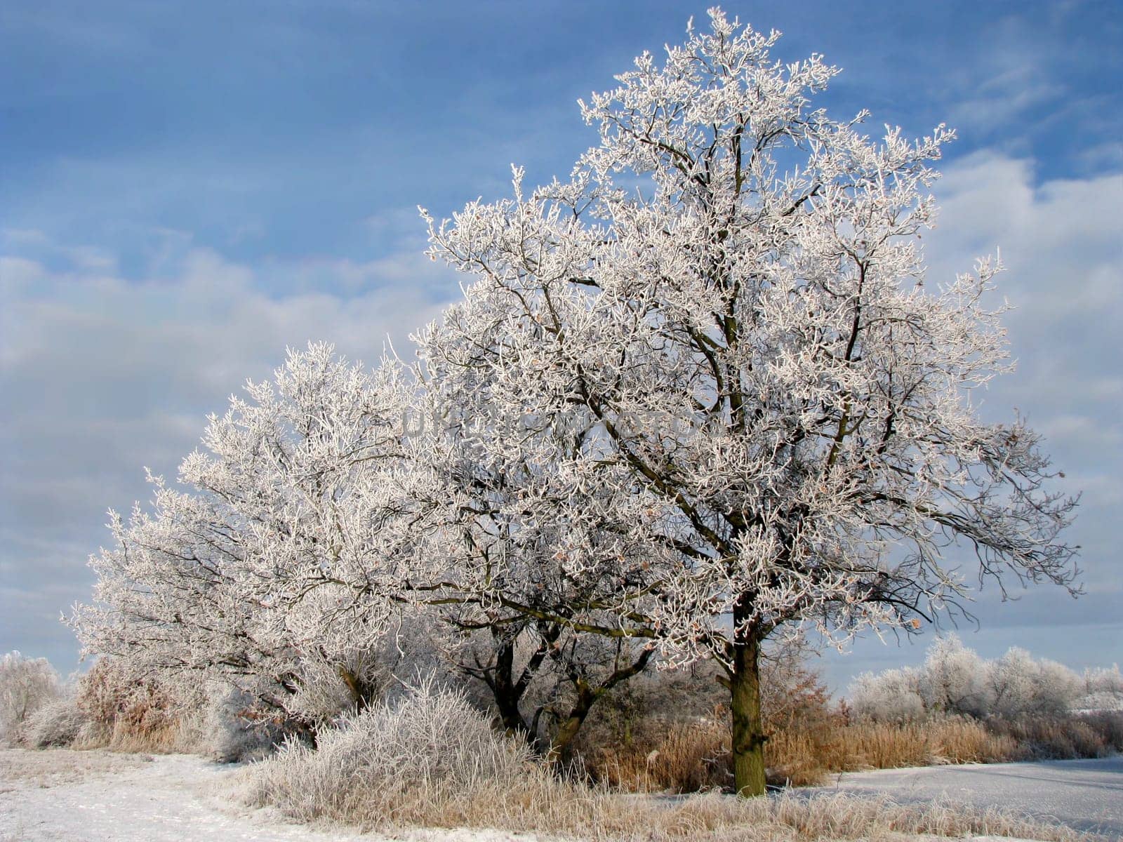 Winter landscape with trees