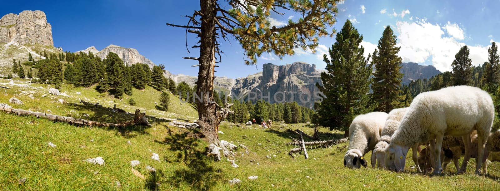 Flock of sheep in the Puez Odle National Park