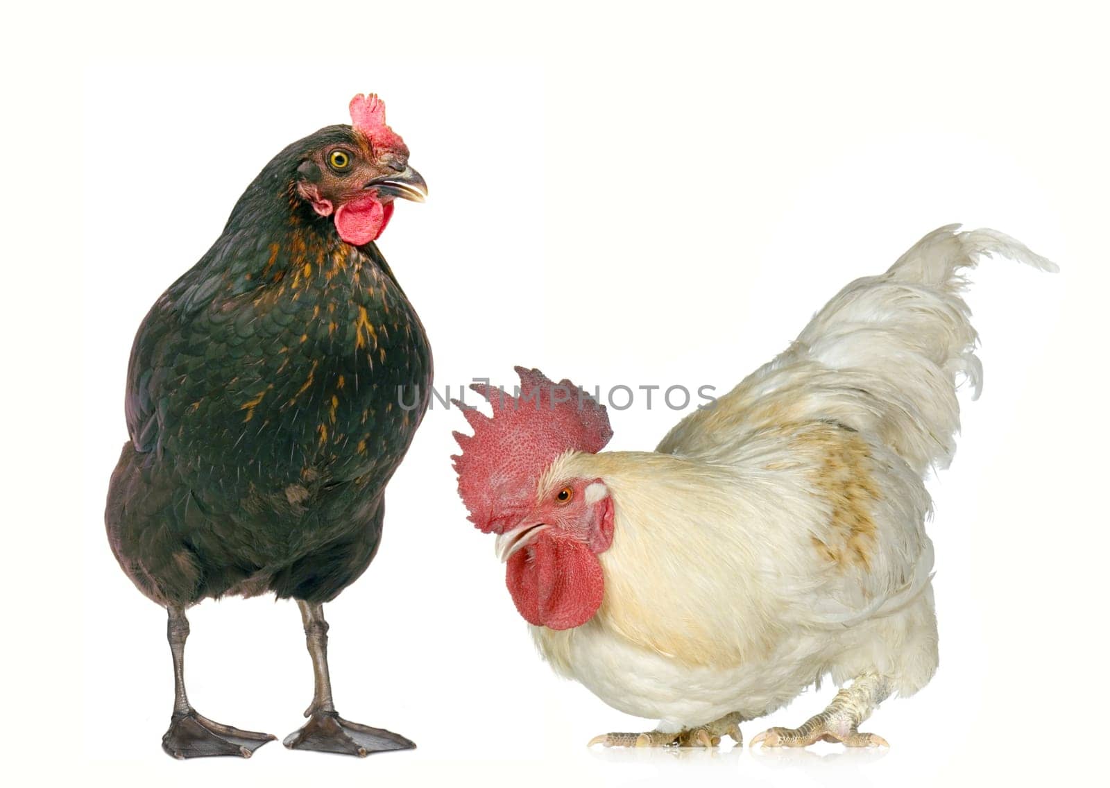fashion or fashionable or (fashion runway) or (fashion style) or without isolated without background