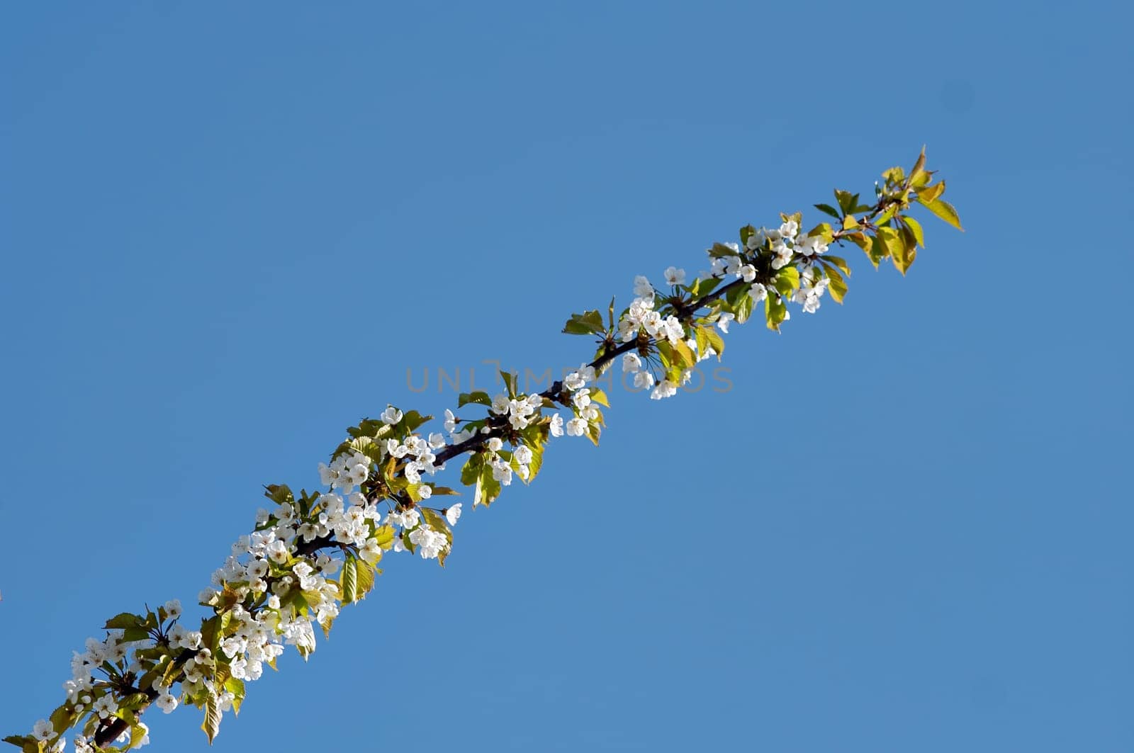 in blossom