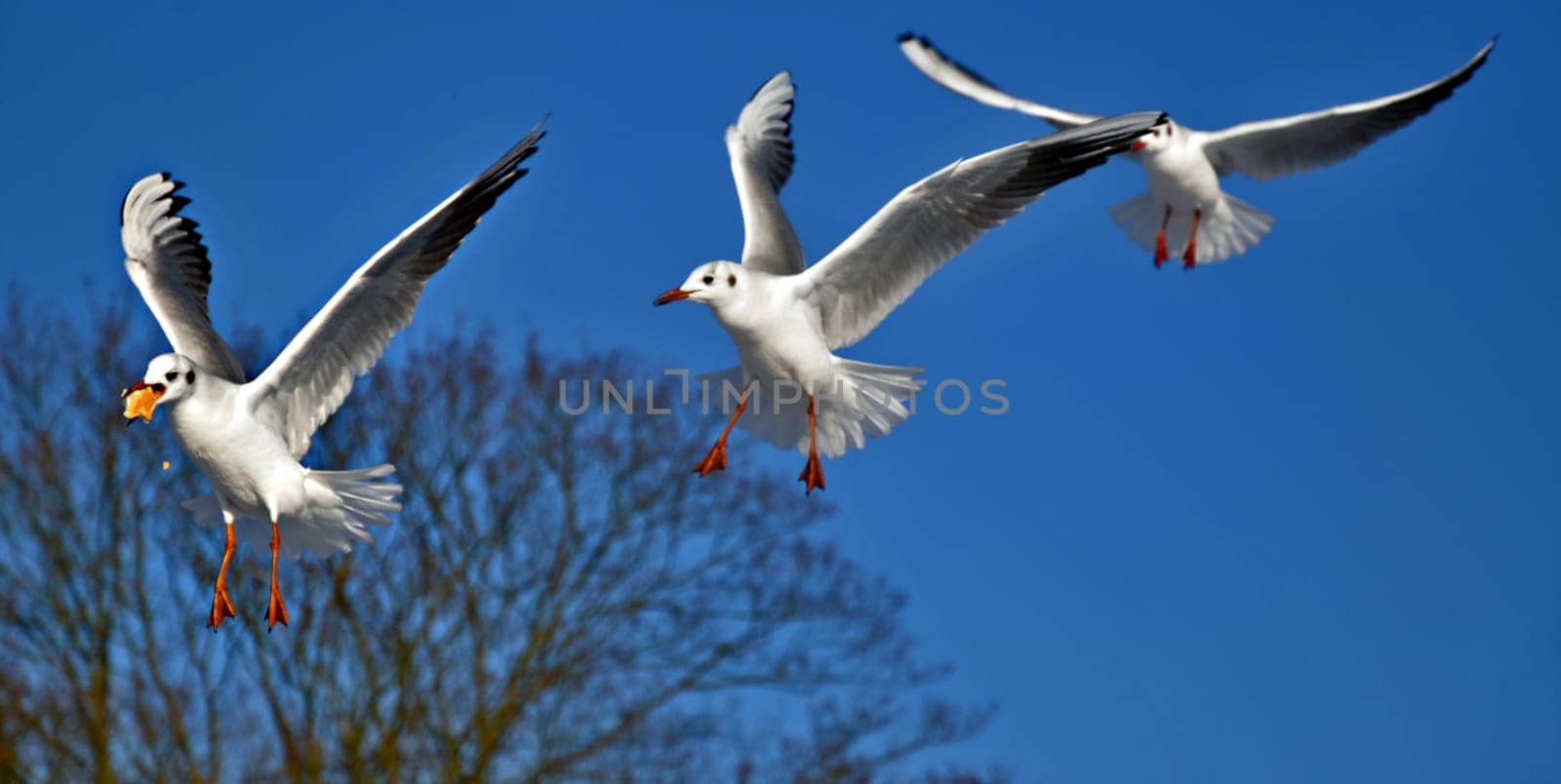 Gulls