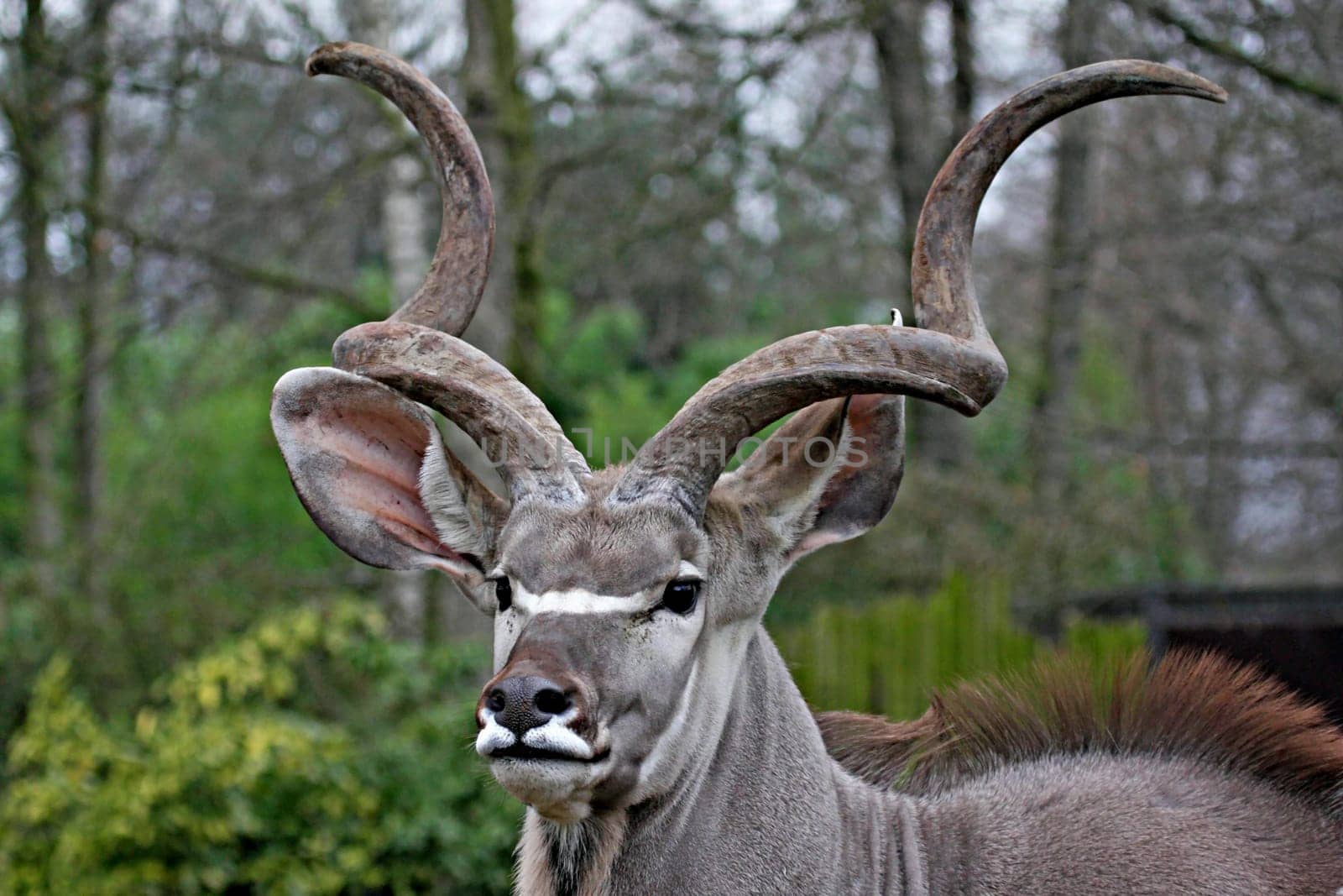 Greater kudu