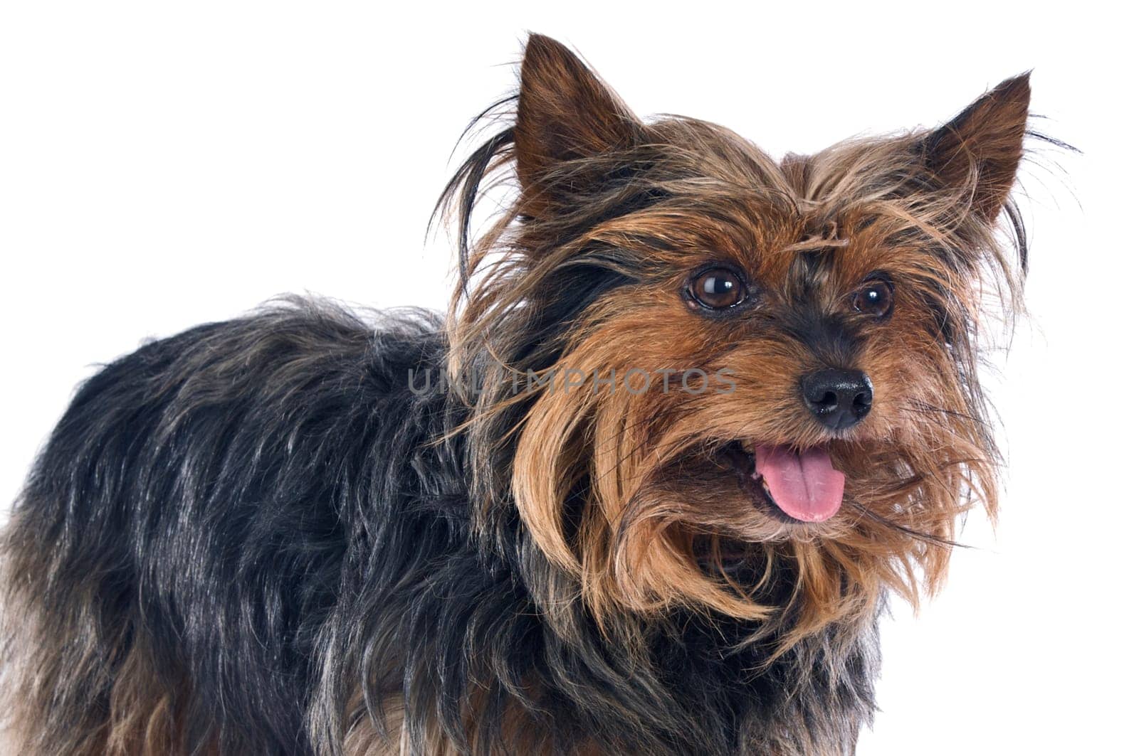 Small dog