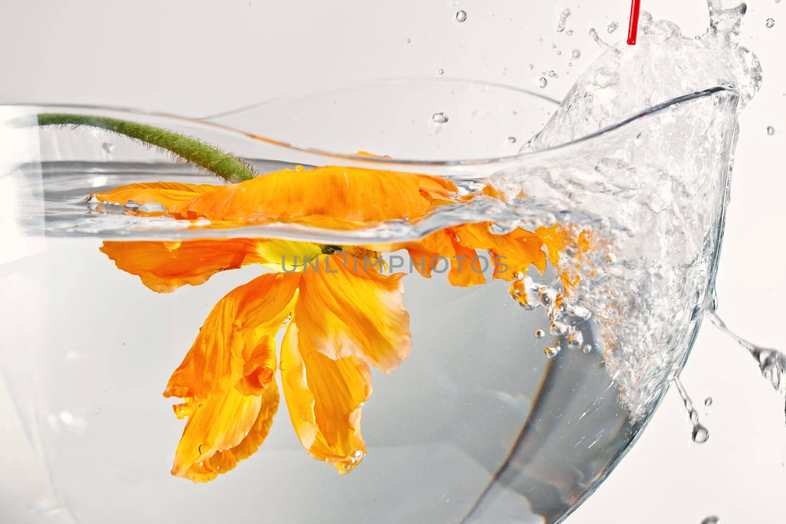 Flower in water