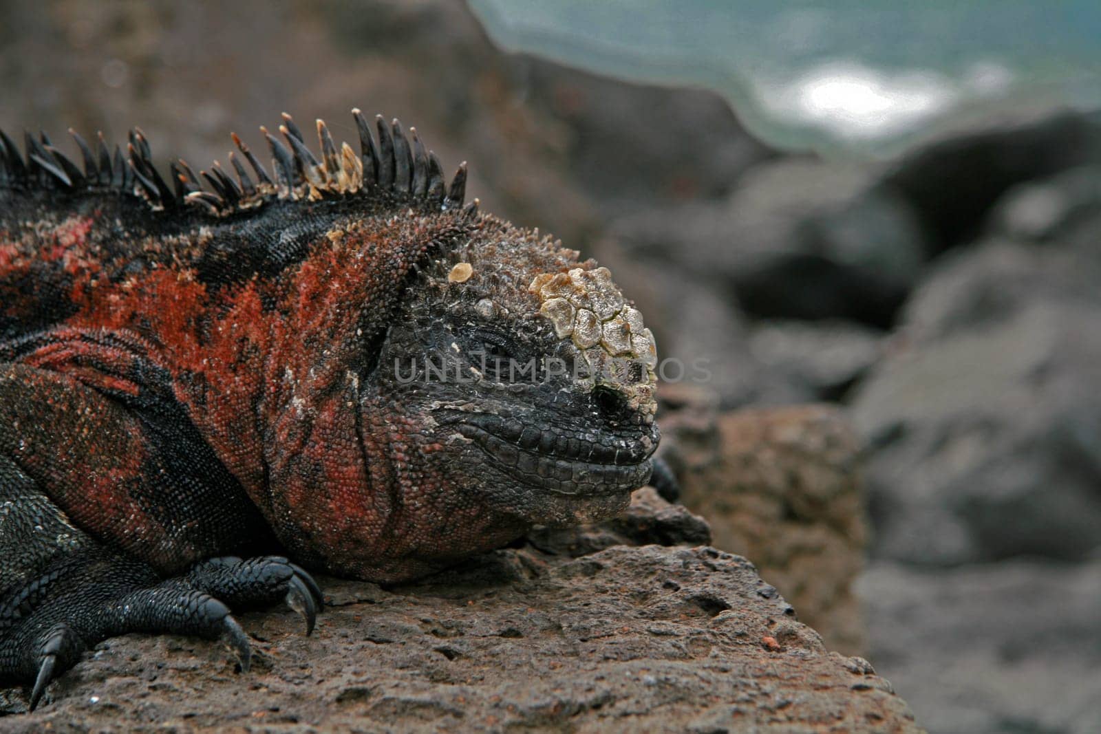Galapagos II