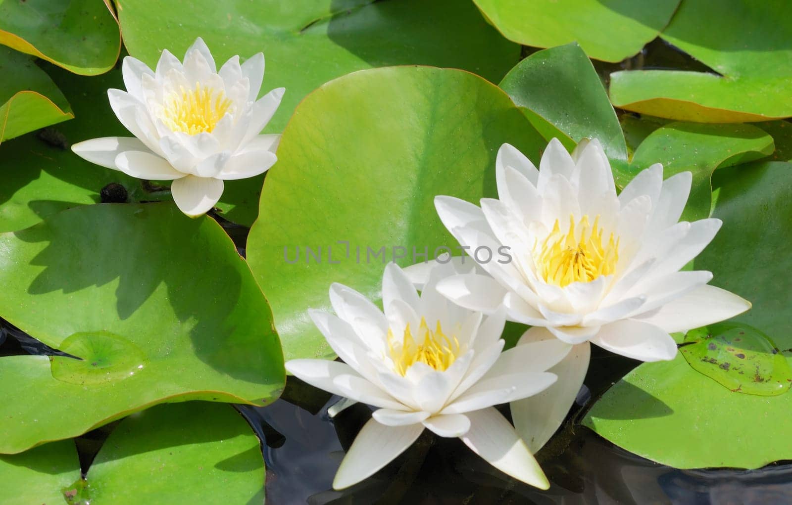 White water lily