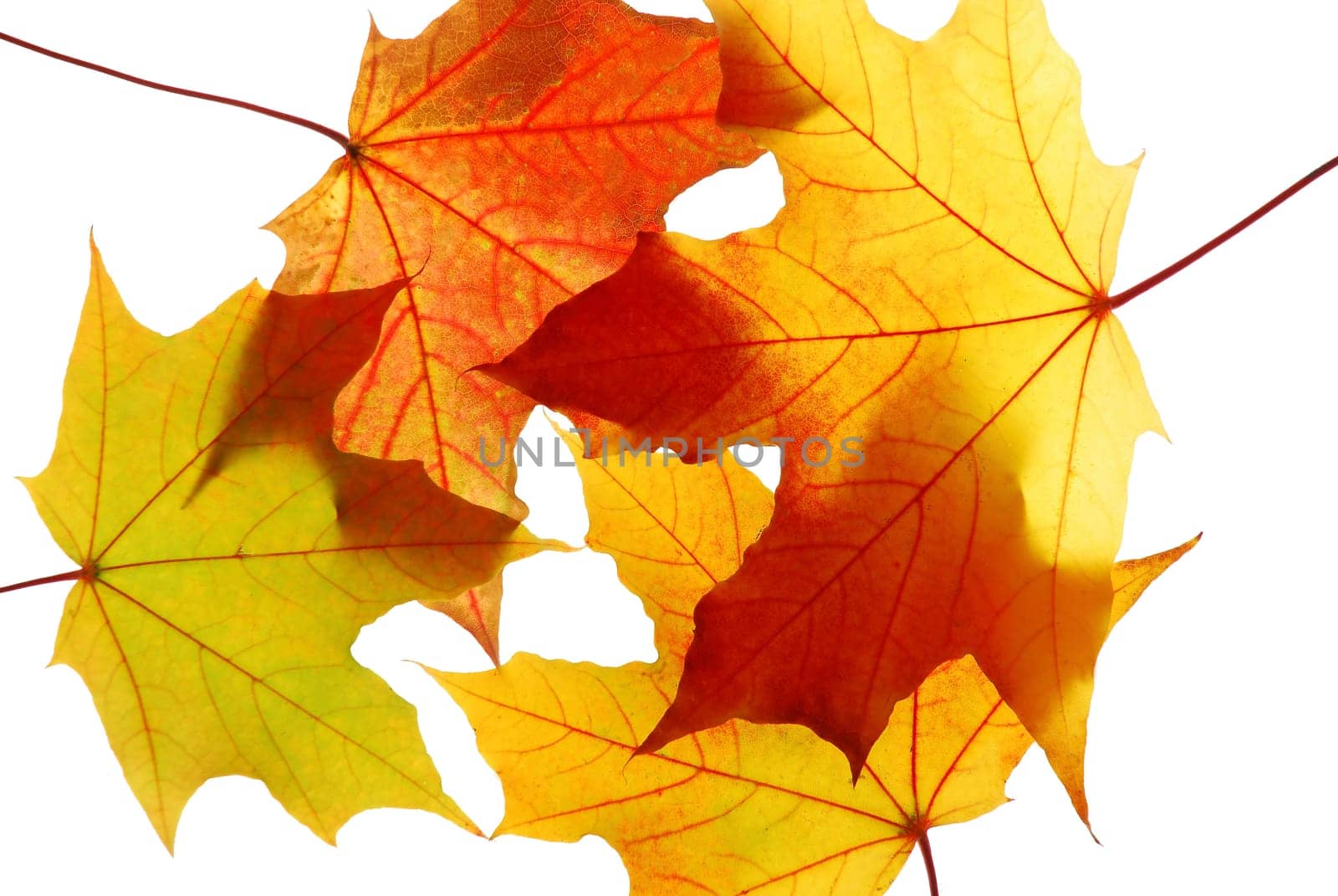 Maple leaves