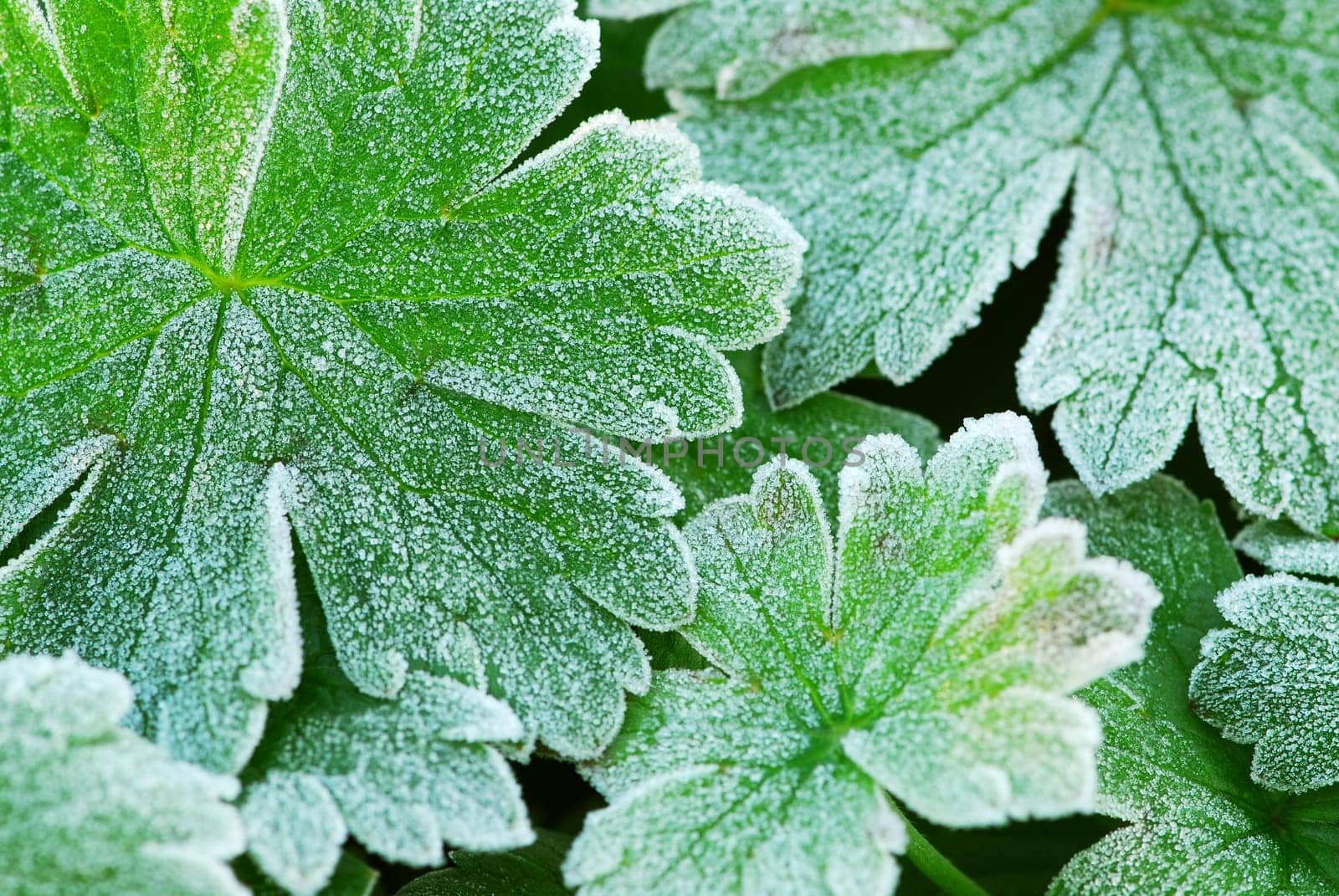 Frosty leaves