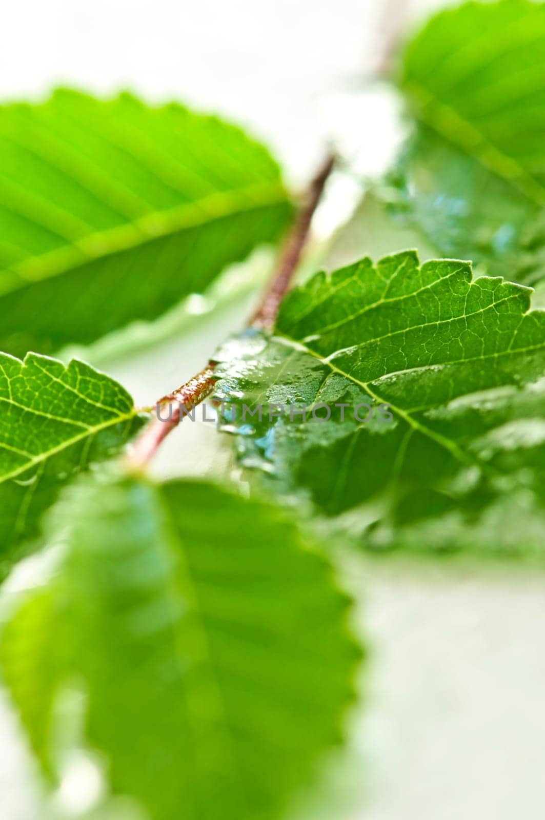 Branch with green leaves