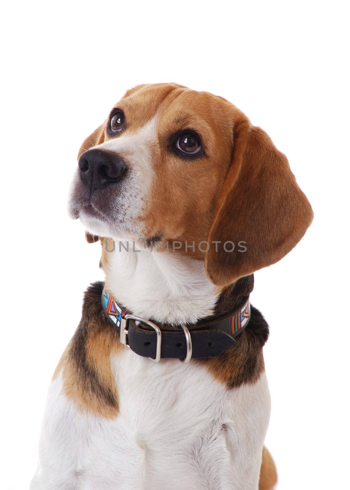 Beagle