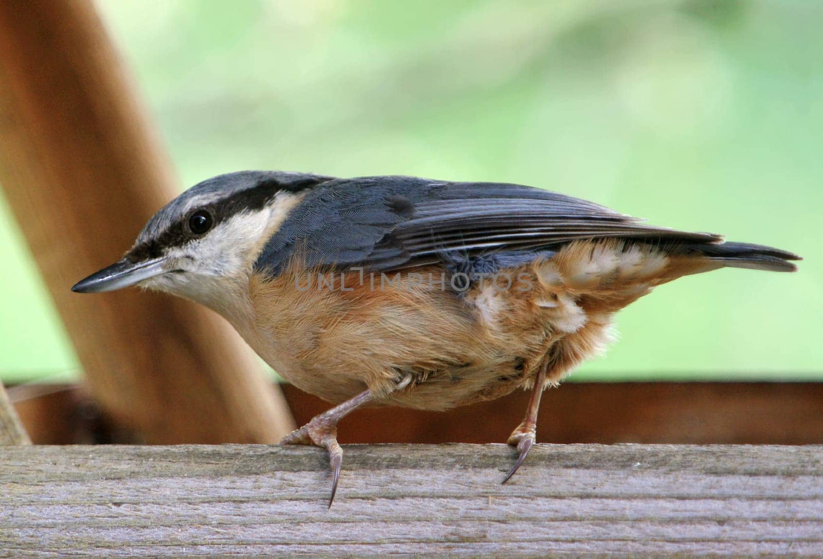 Nuthatch,Birdhouse