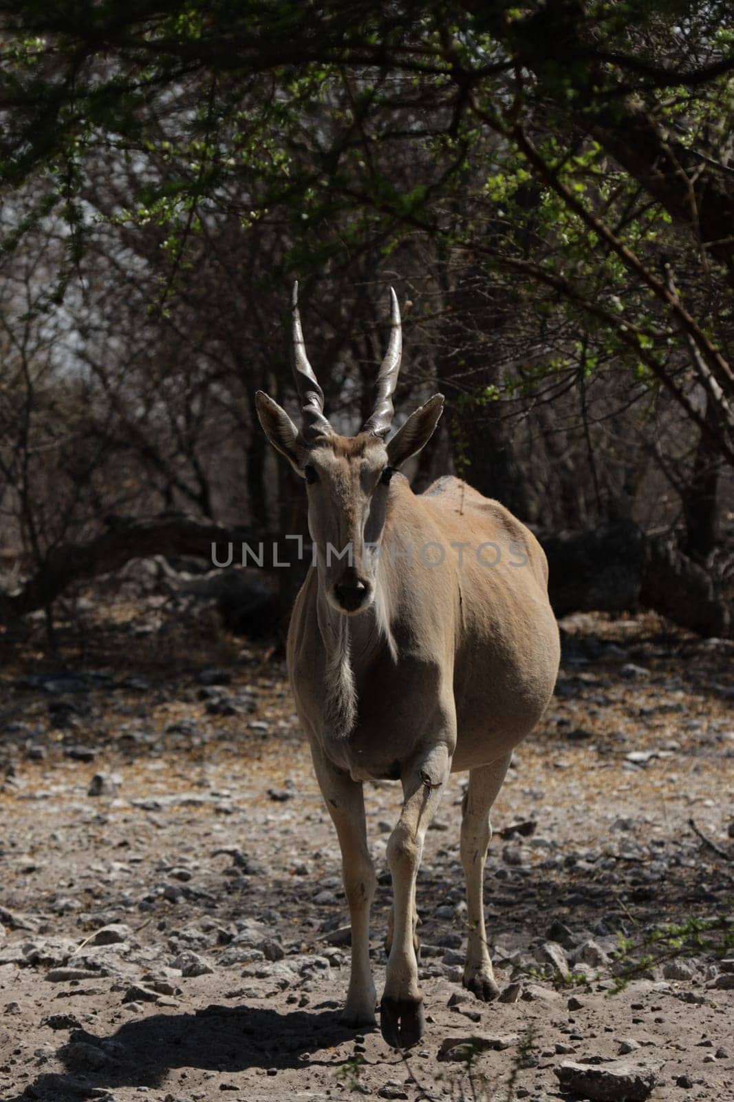 Eland antelope (Taurotragus oryx) looks curiously into the camera.