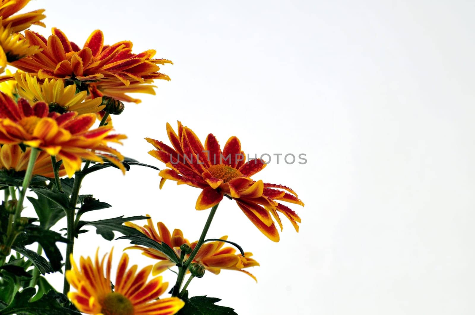 Asters Chrysanthemums