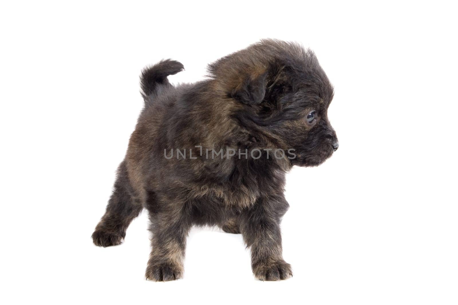 Cute puppy dog brown