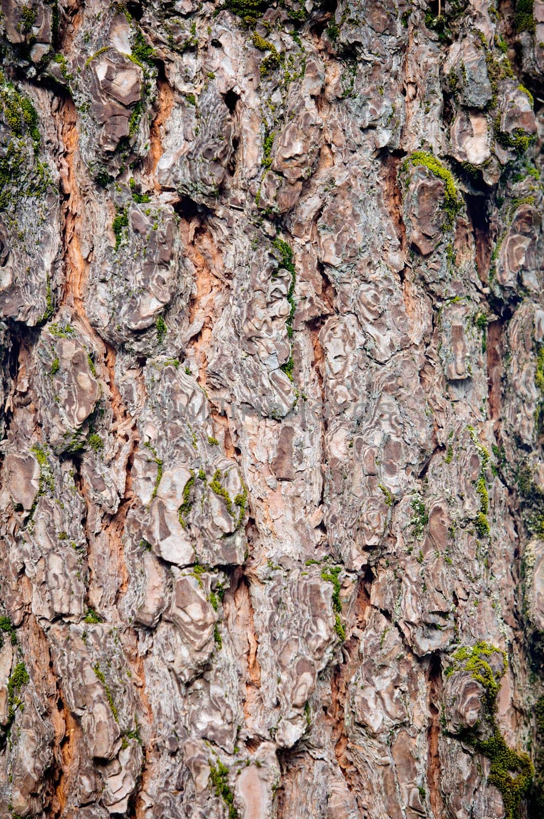 wood texture