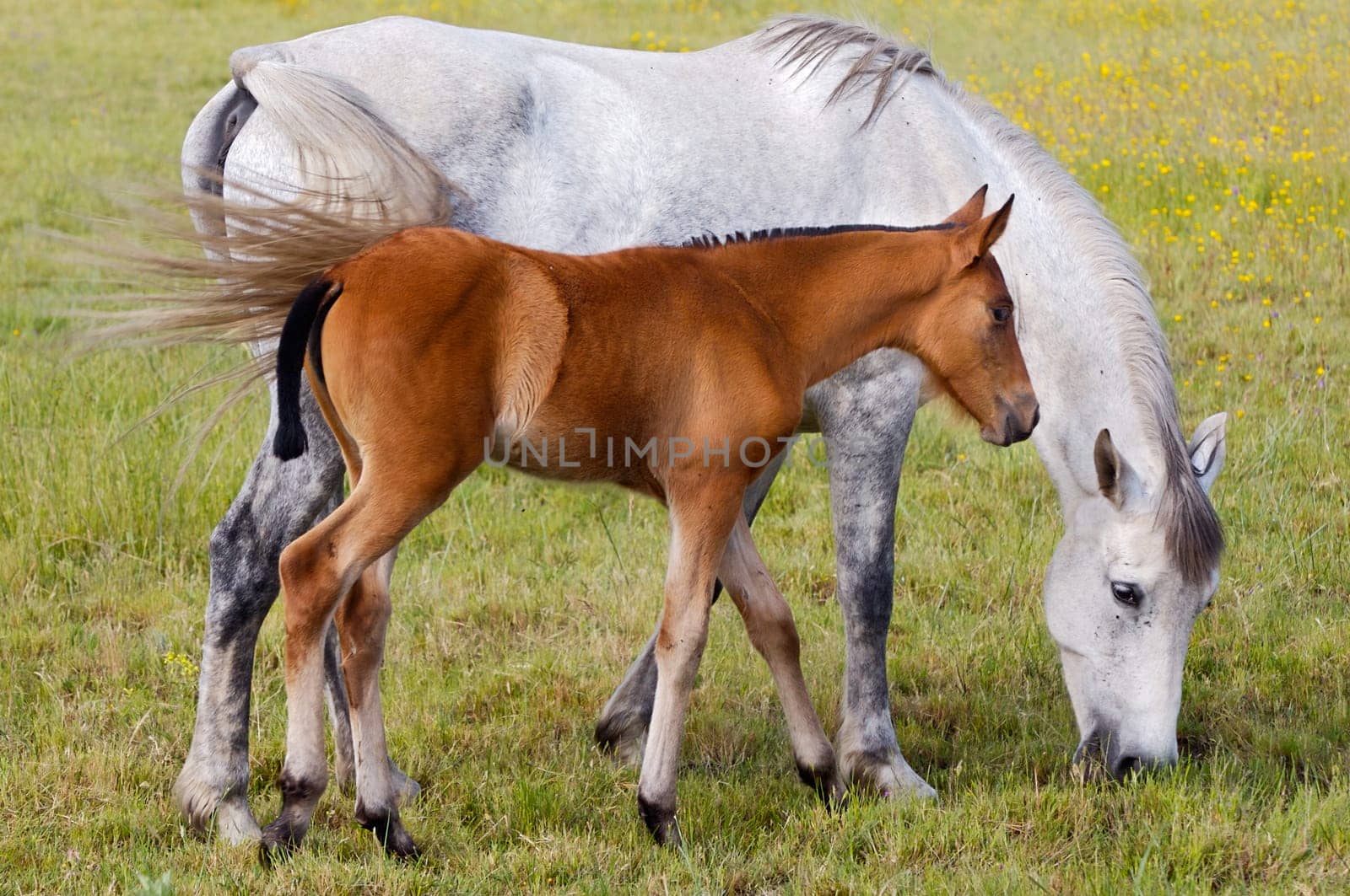 horse with its son eating grass