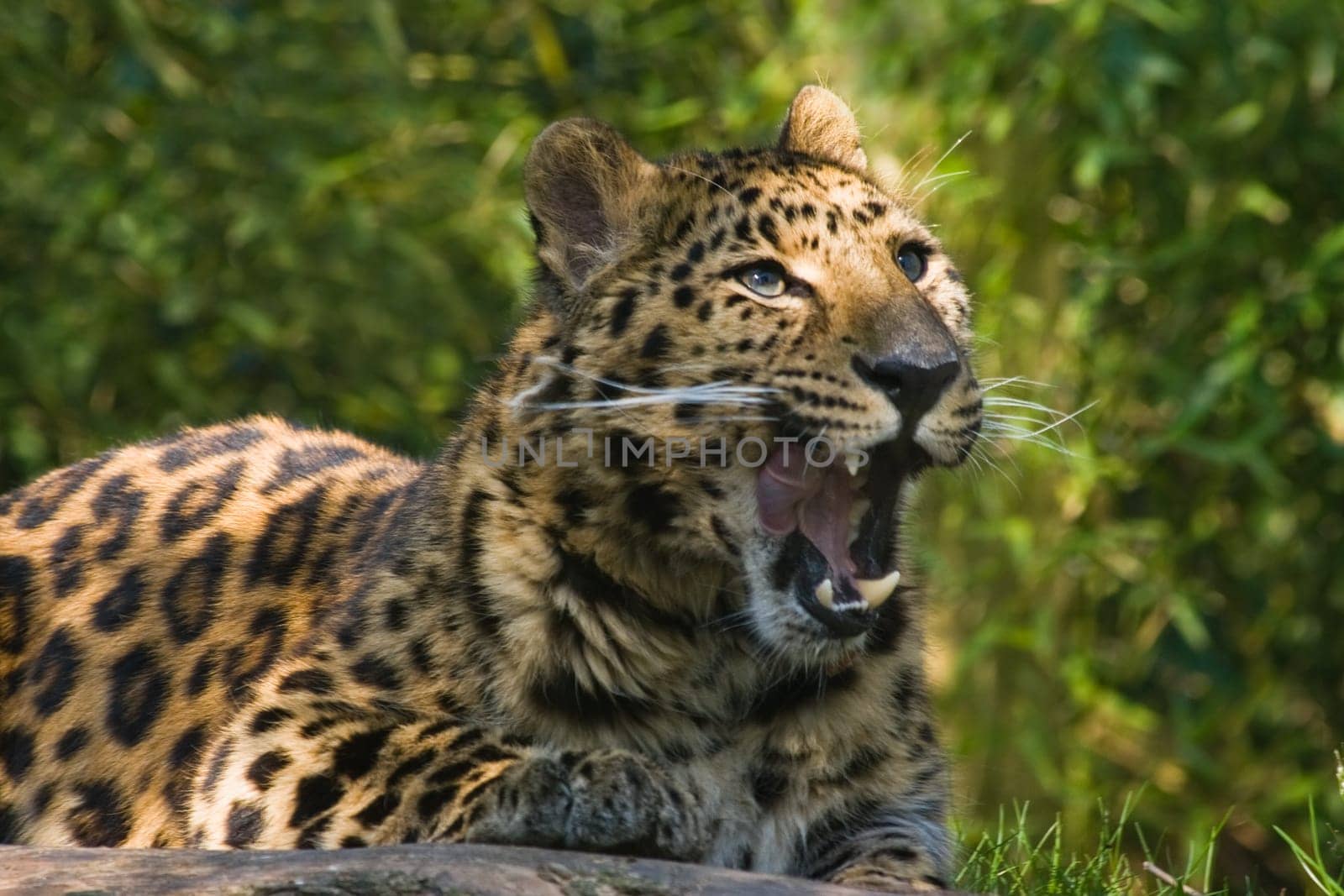 Amourpanther yawning