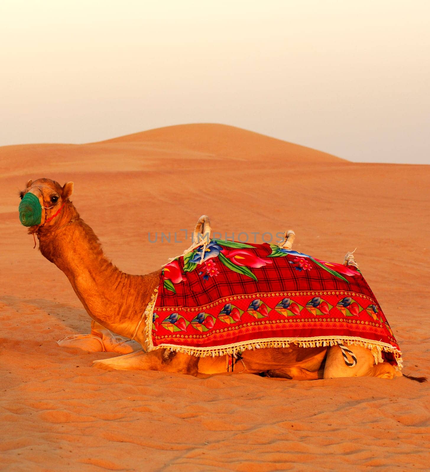 Camel sitting in the desert