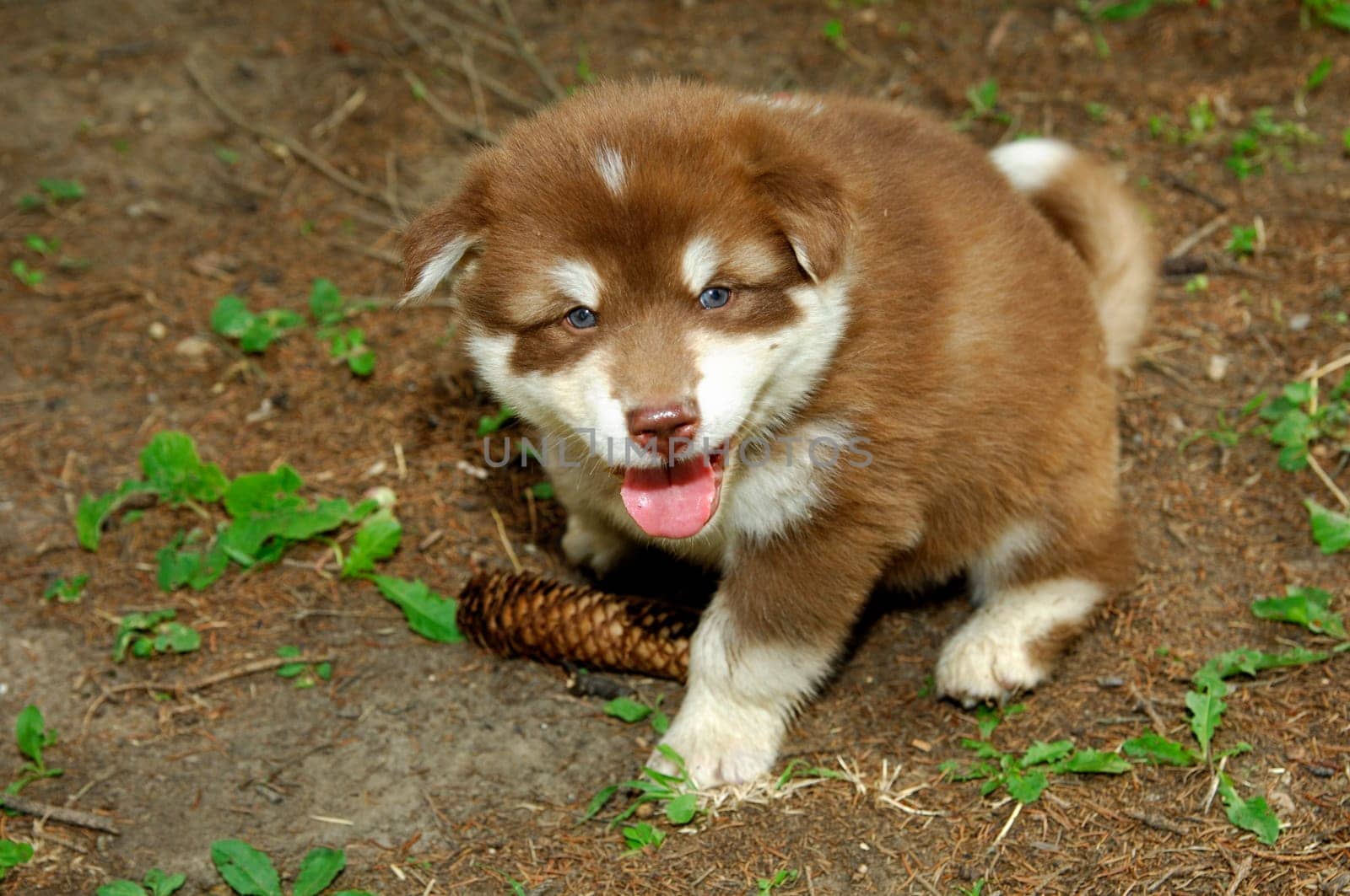 Puppy playing with pine cones