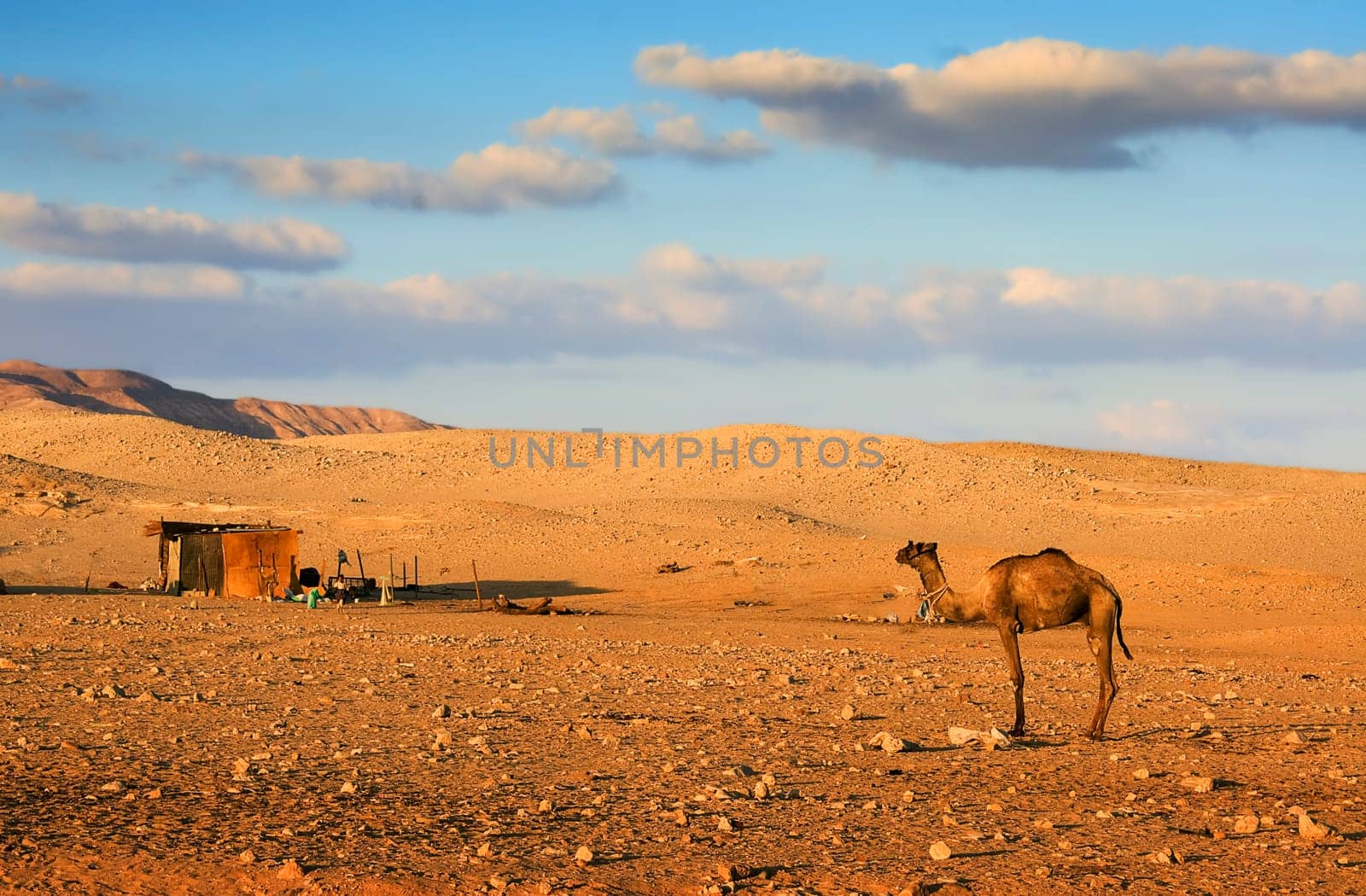 Bedouins Life