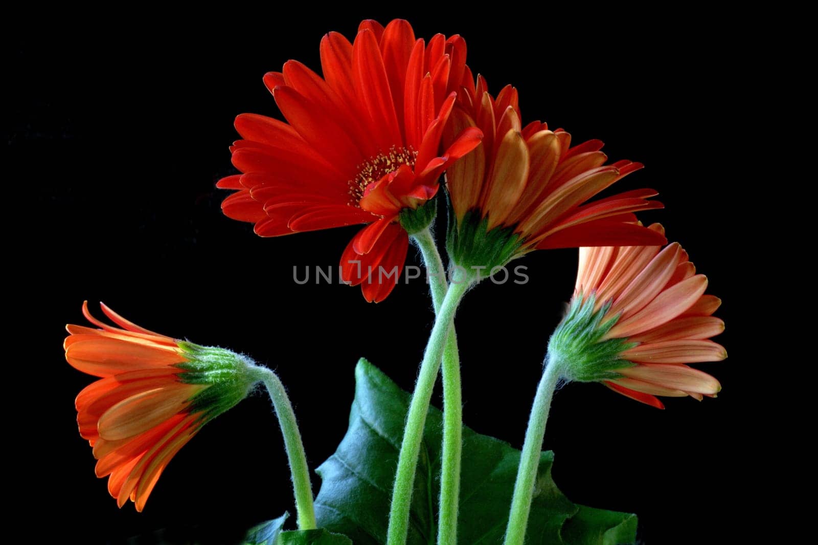 Gerbera 2