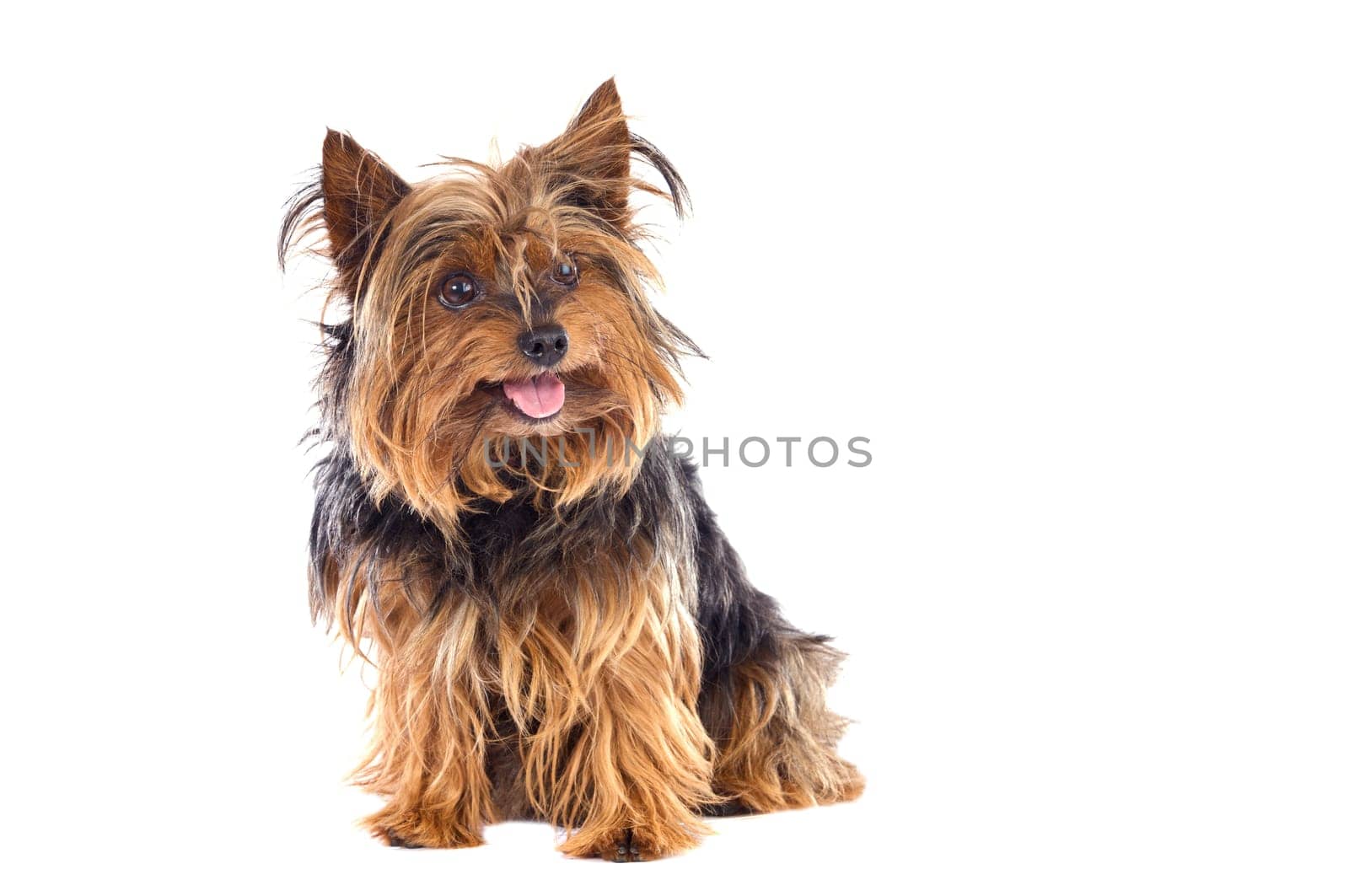 Small dog