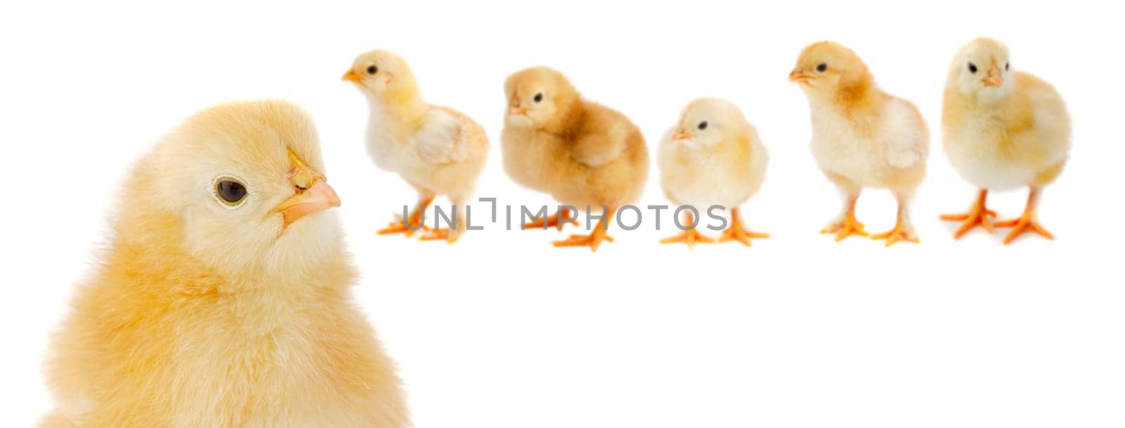 Adorable chicks