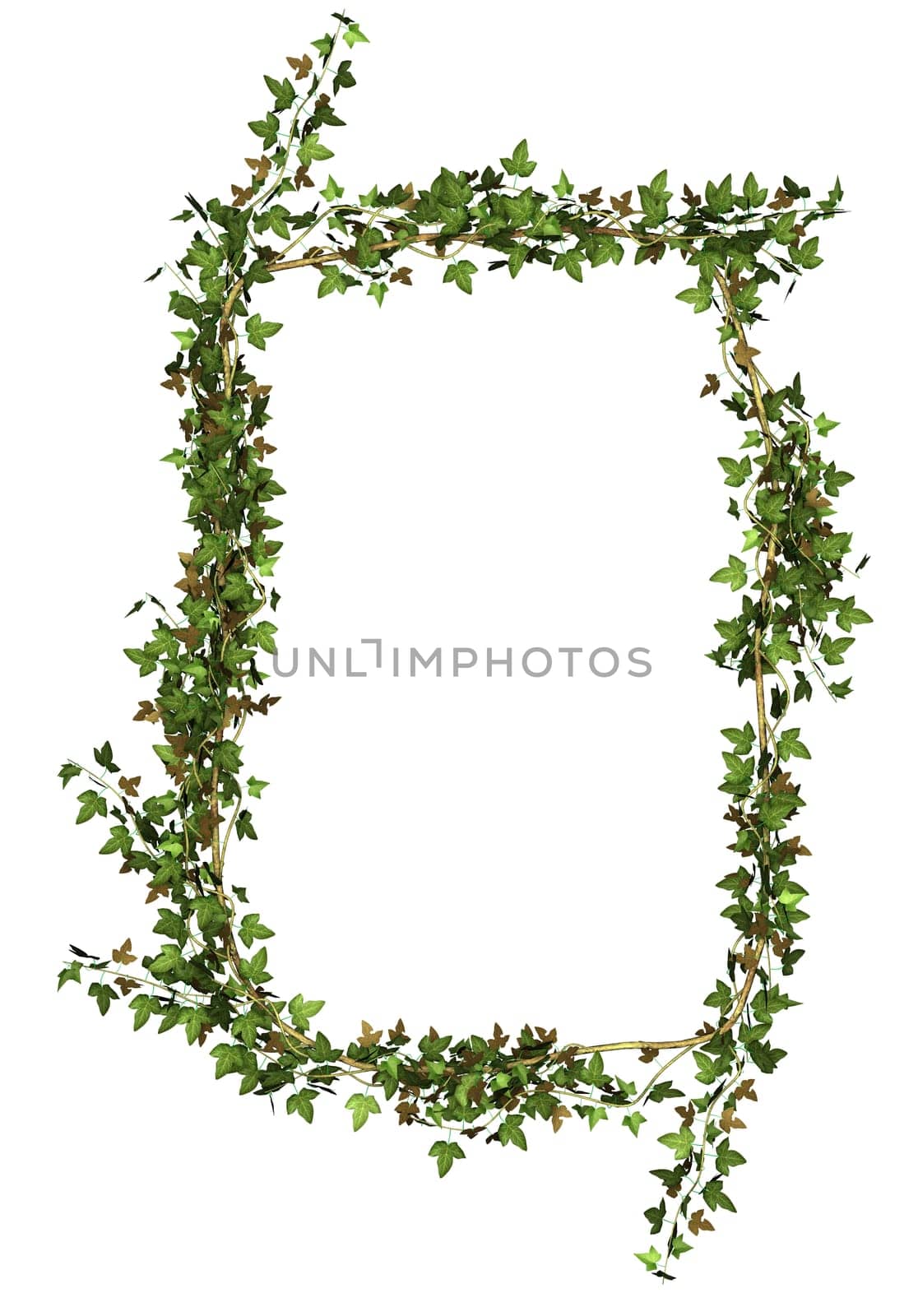 Ivy wreath