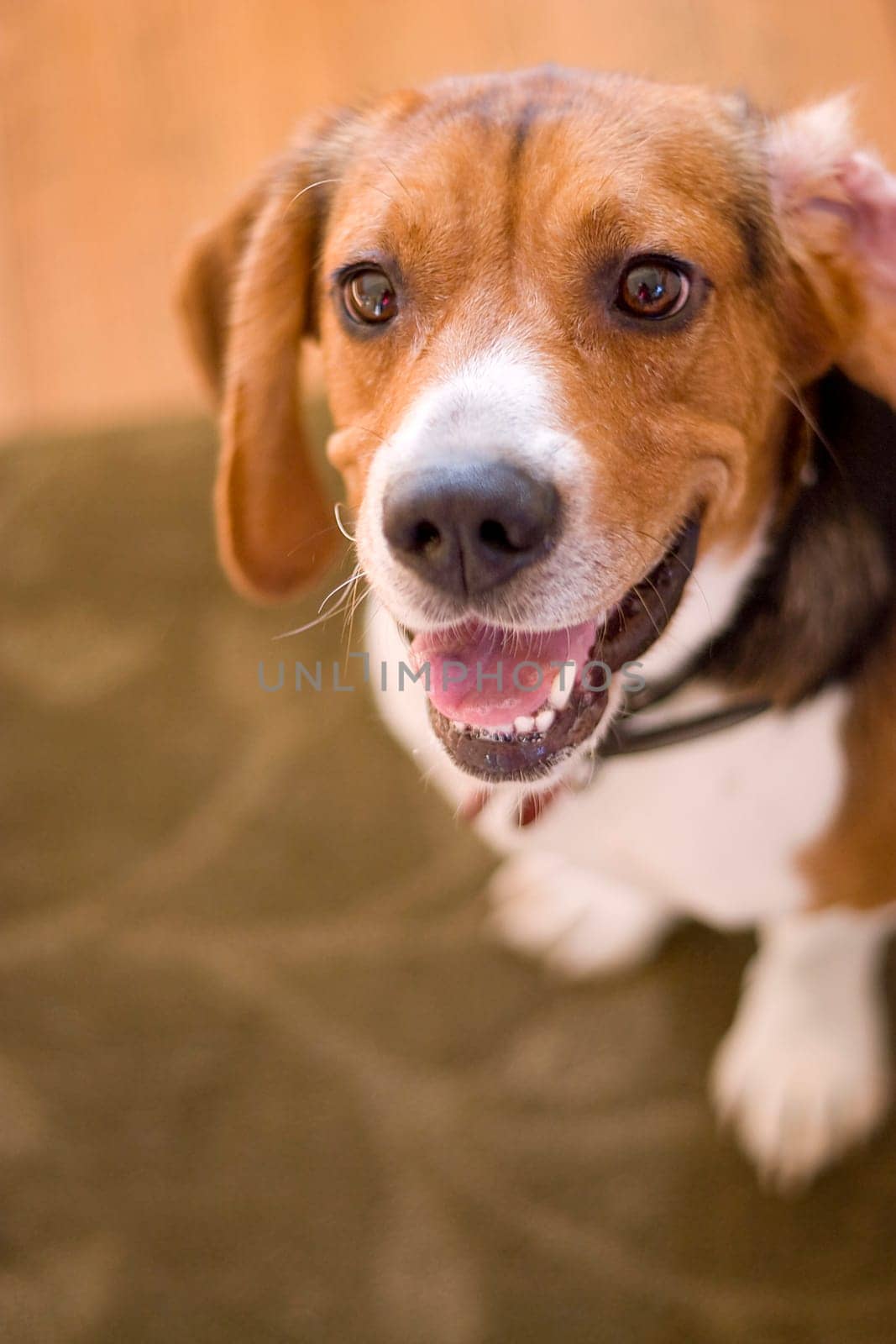 Cute Beagle Dog
