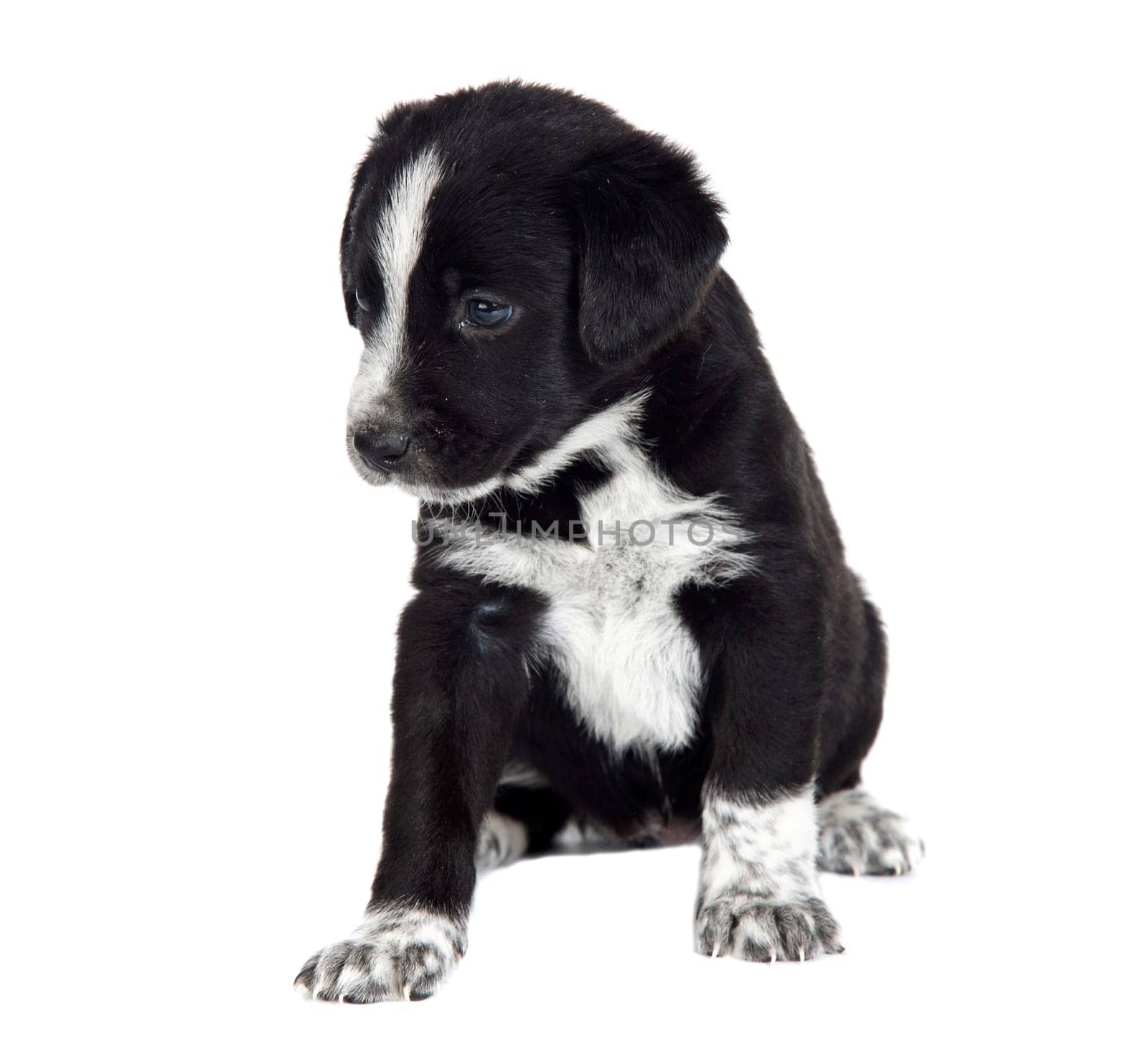 Cute puppy dog brown