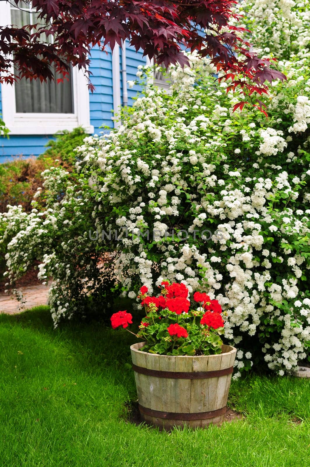 Front yard of a house