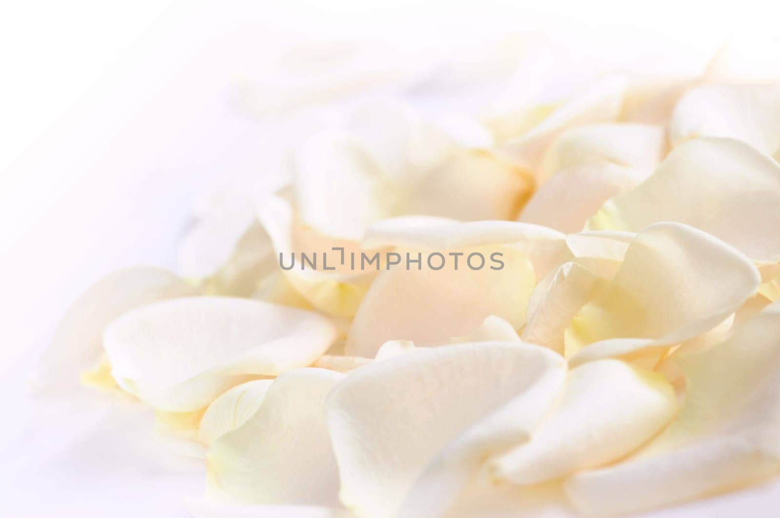 Rose petals