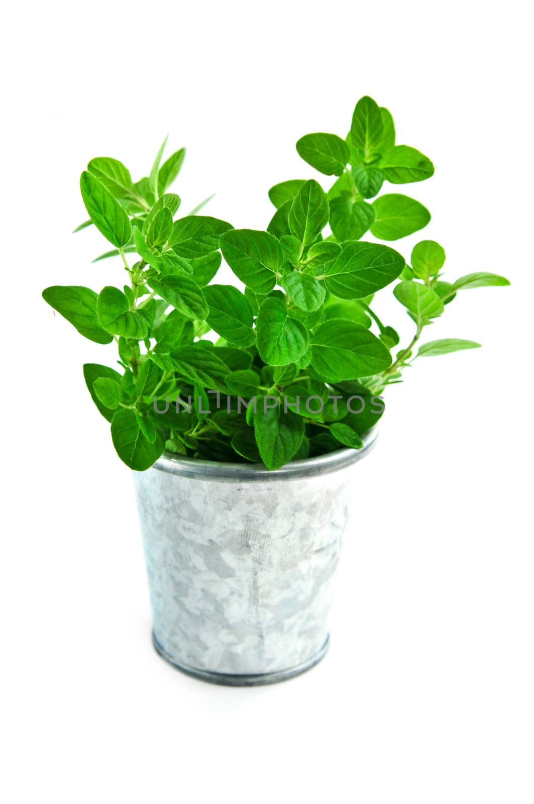 Fresh herbs - oregano