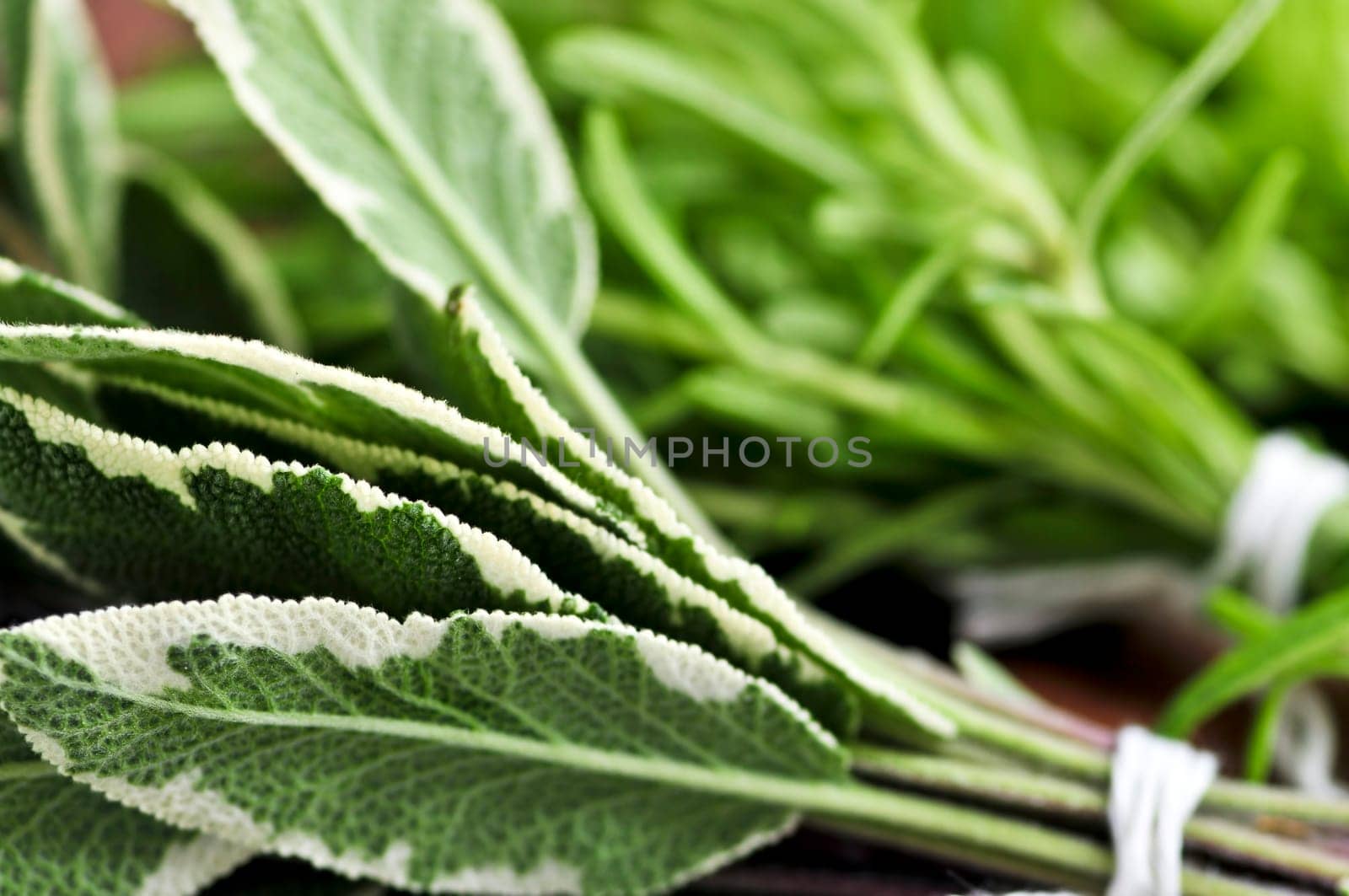 Bunches of fresh herbs