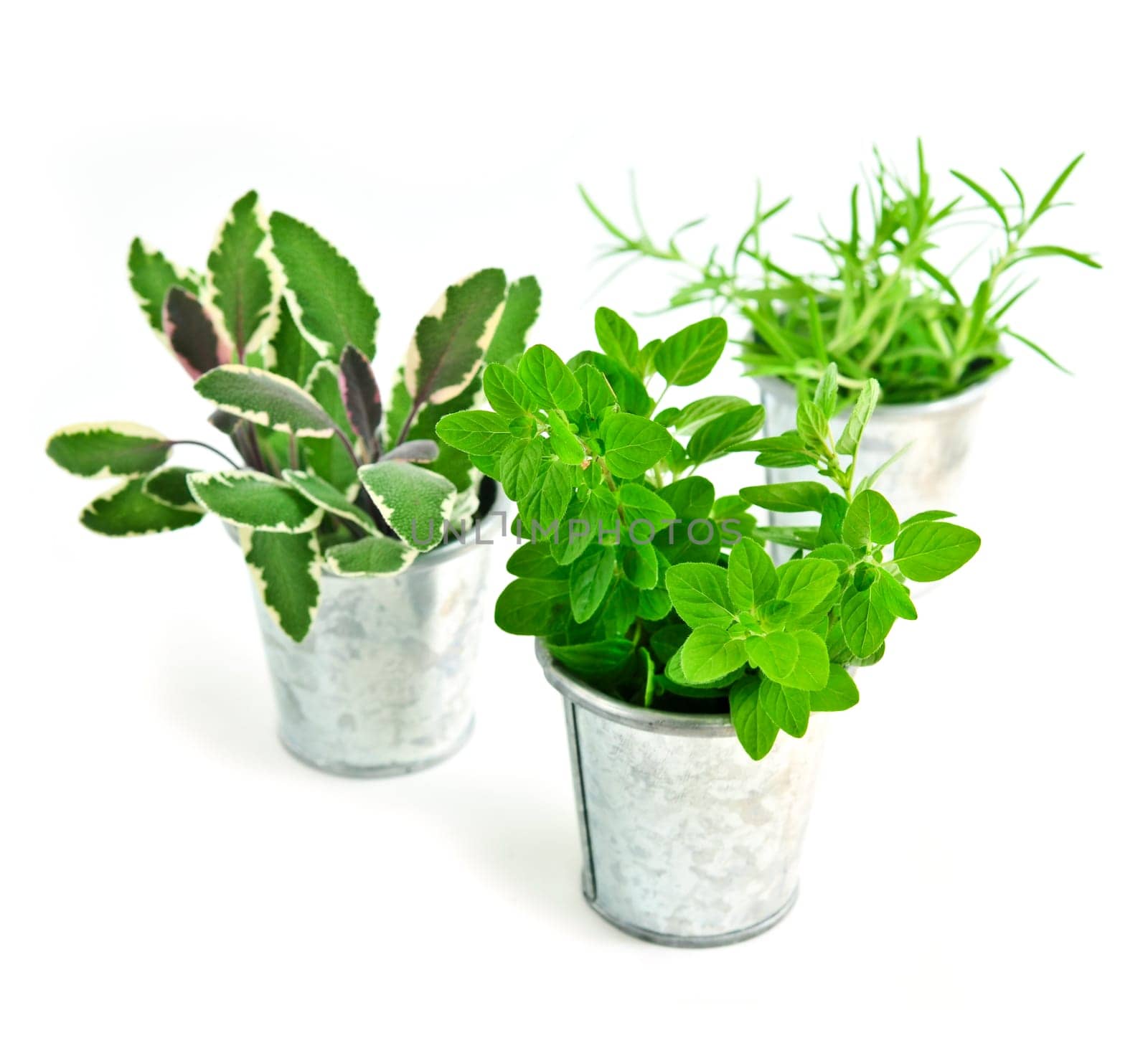 Fresh herbs