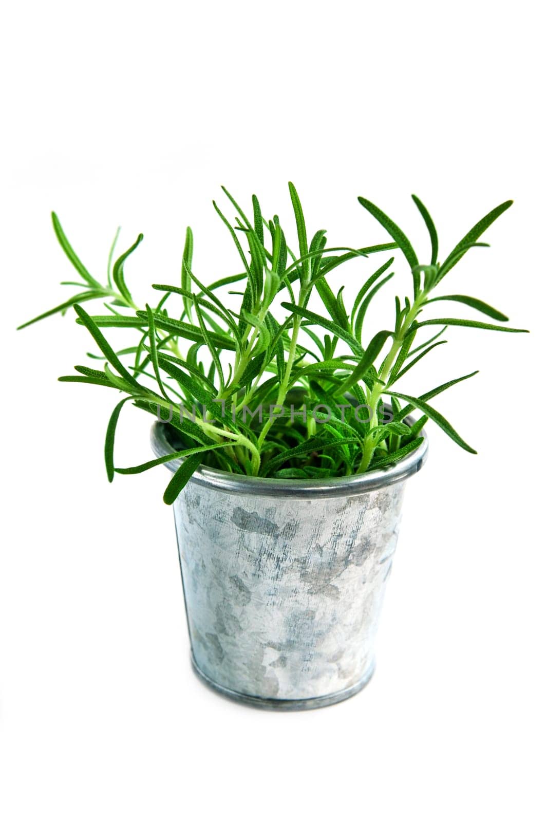 Fresh herbs - rosemary