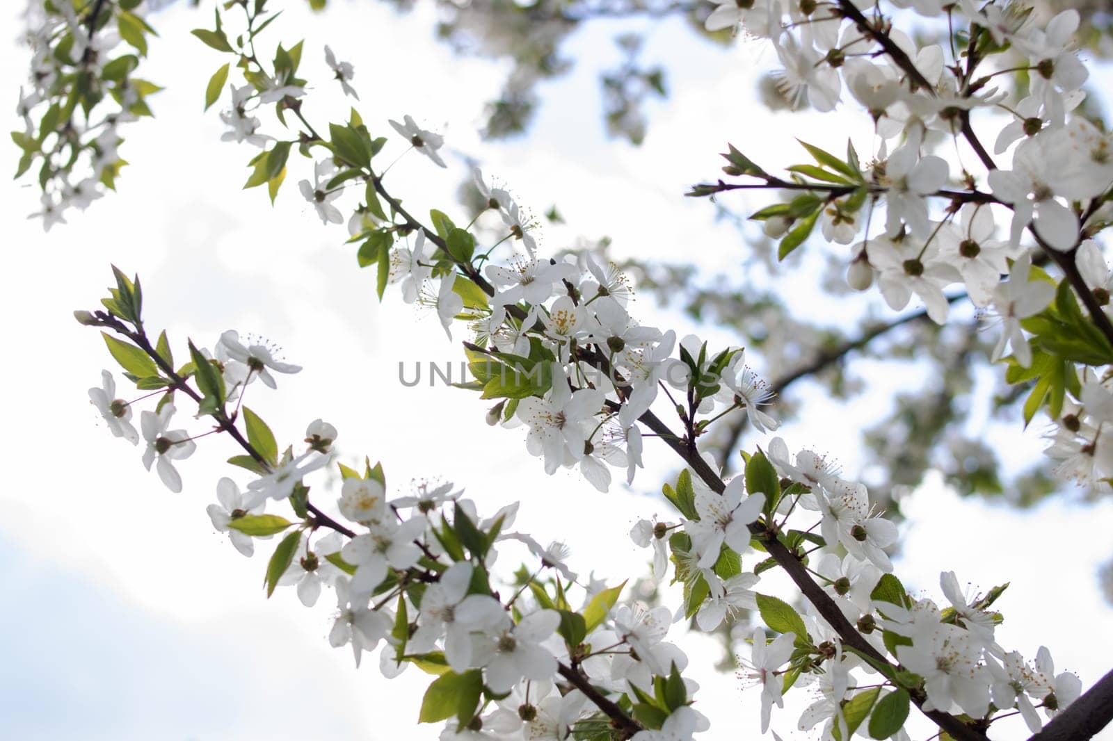 White bright cherry blossoms on a branch close up