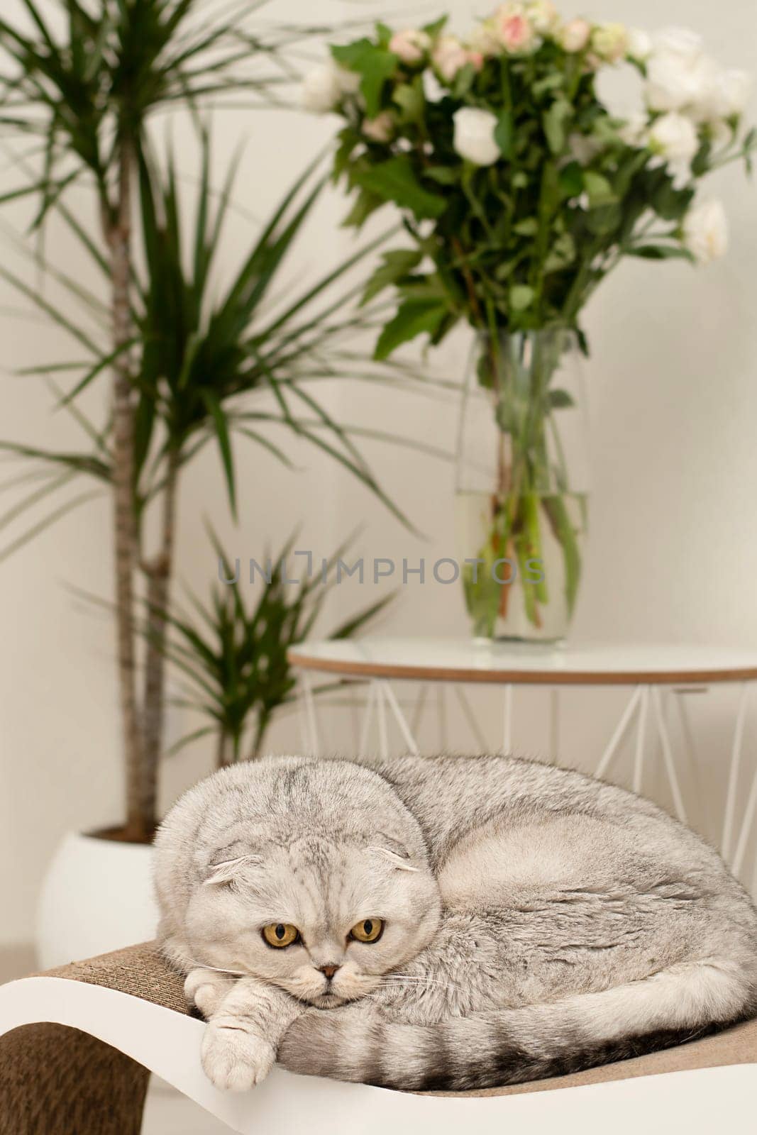 Domestic fluffy gray cat, Scottish Fold breed, lies on a claw sharpener against the background of a vase of flowers in a home interior. Vertical
