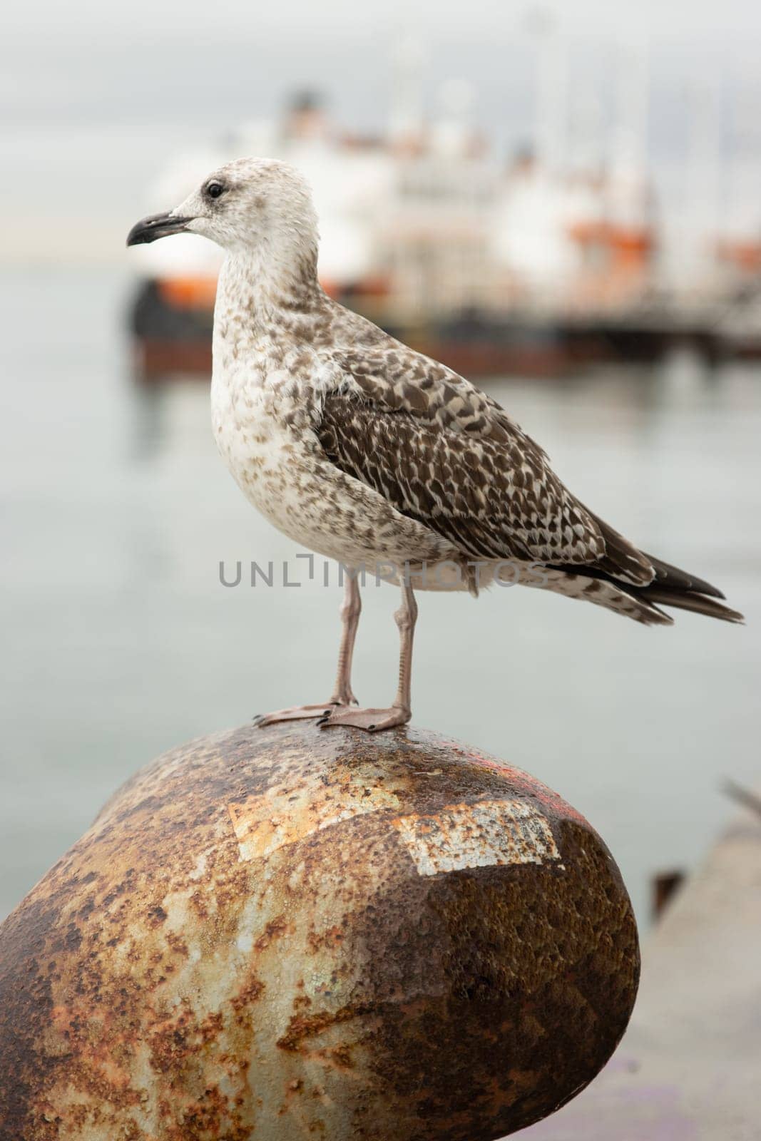 A gray gull stands on a rusty thing by the sea by Studia72