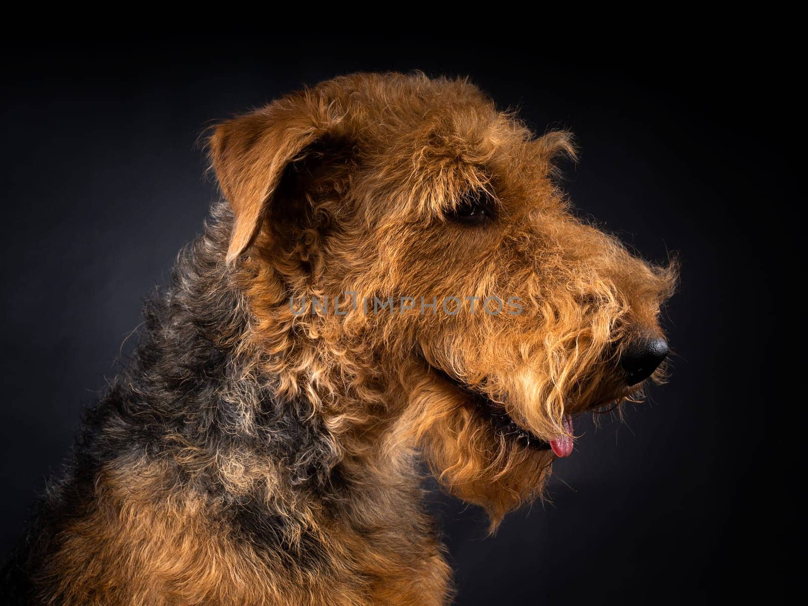 Portrait of an Airedale Terrier in close-up. by Evgenii_Leontev