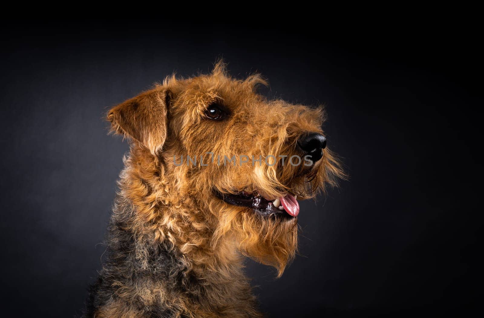 Portrait of an Airedale Terrier in close-up. by Evgenii_Leontev