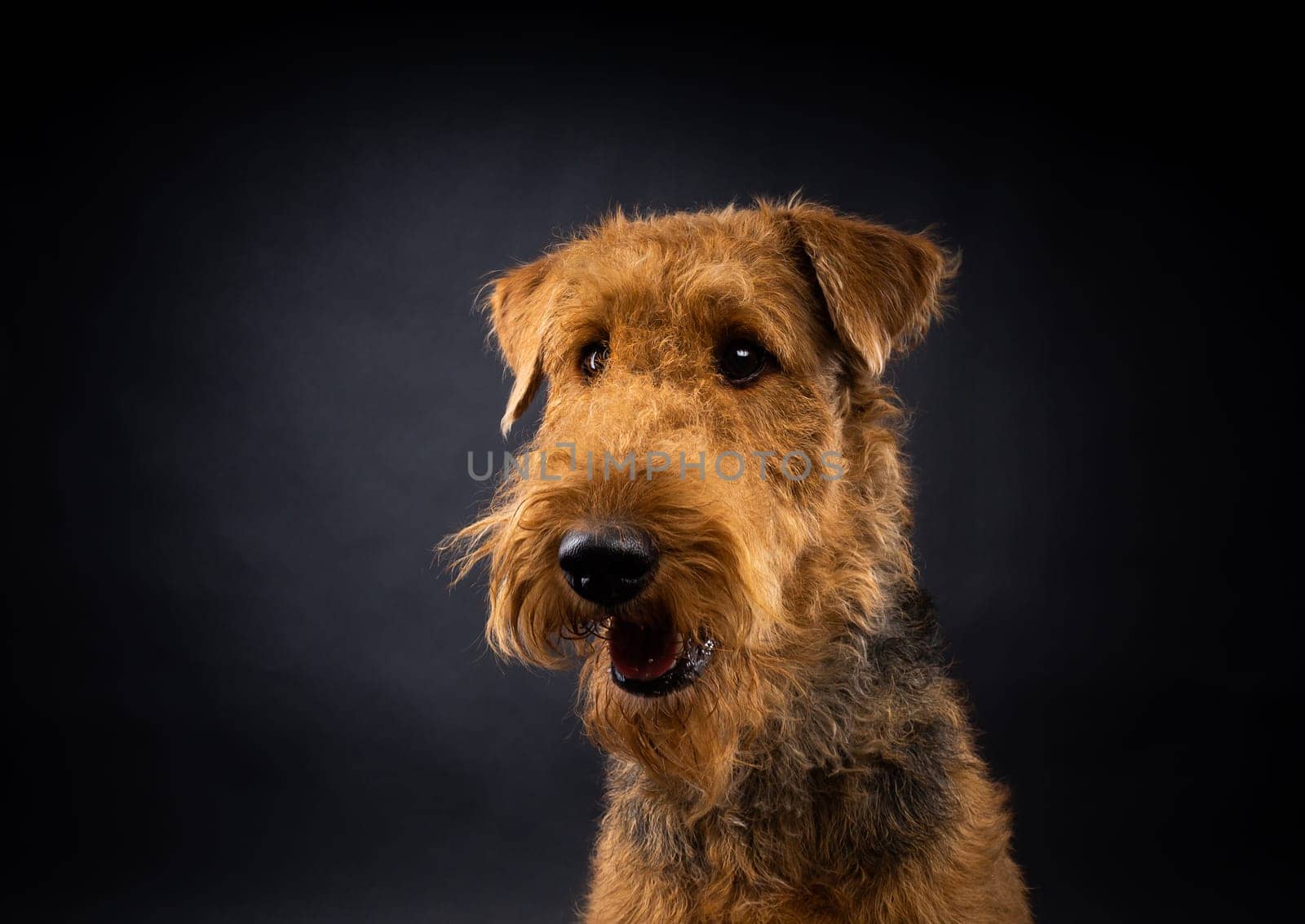 Portrait of an Airedale Terrier in close-up. Shot on a black background in a photo studio.