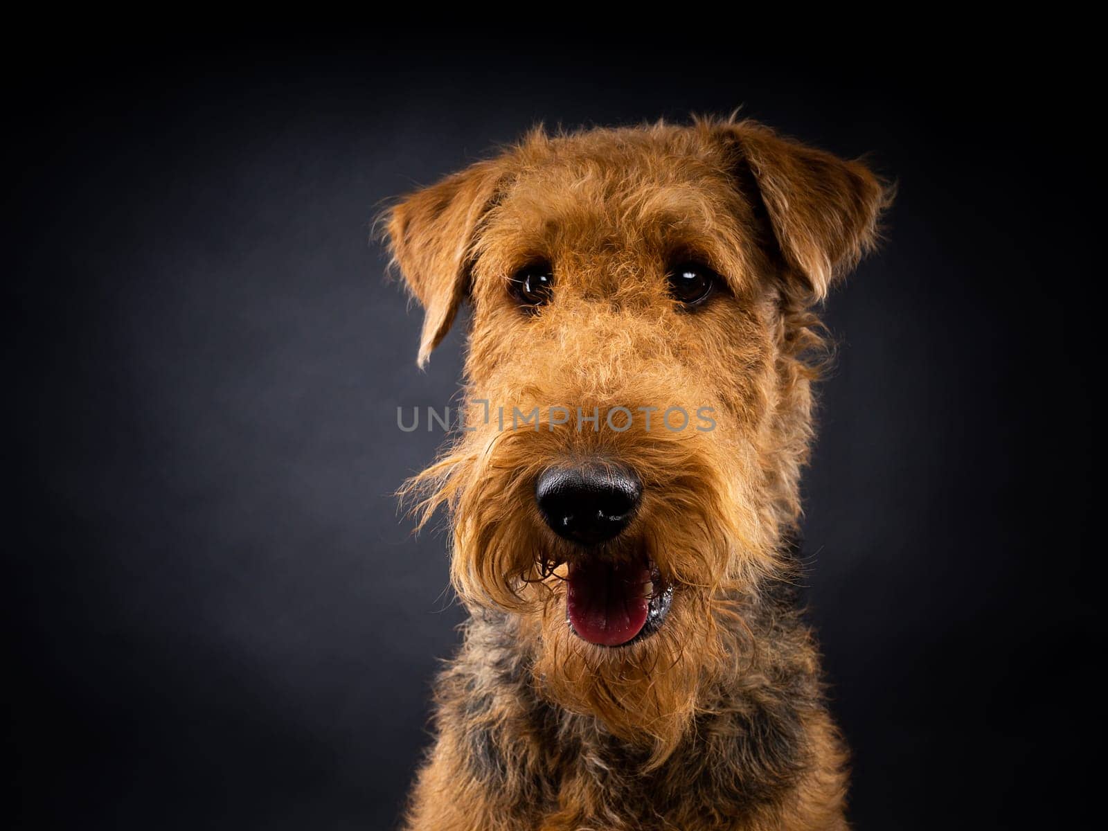 Portrait of an Airedale Terrier in close-up. Shot on a black background in a photo studio.