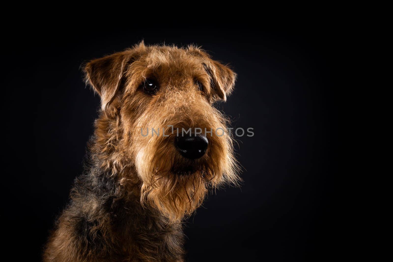 Portrait of an Airedale Terrier in close-up. by Evgenii_Leontev