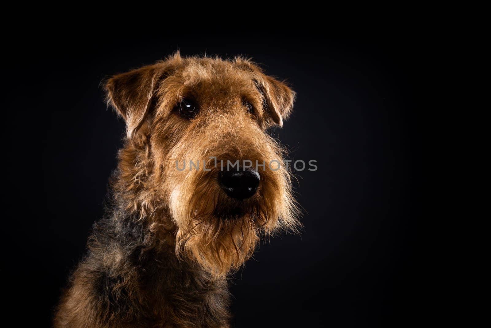 Portrait of an Airedale Terrier in close-up. Shot on a black background in a photo studio.