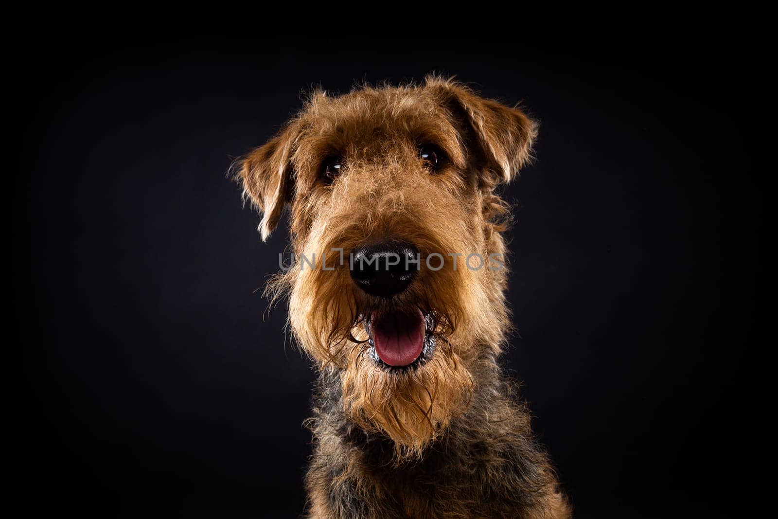 Portrait of an Airedale Terrier in close-up. Shot on a black background in a photo studio.