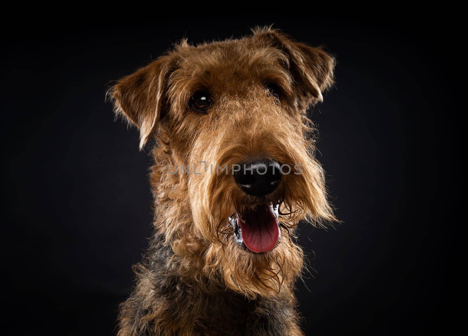 Portrait of an Airedale Terrier in close-up. by Evgenii_Leontev